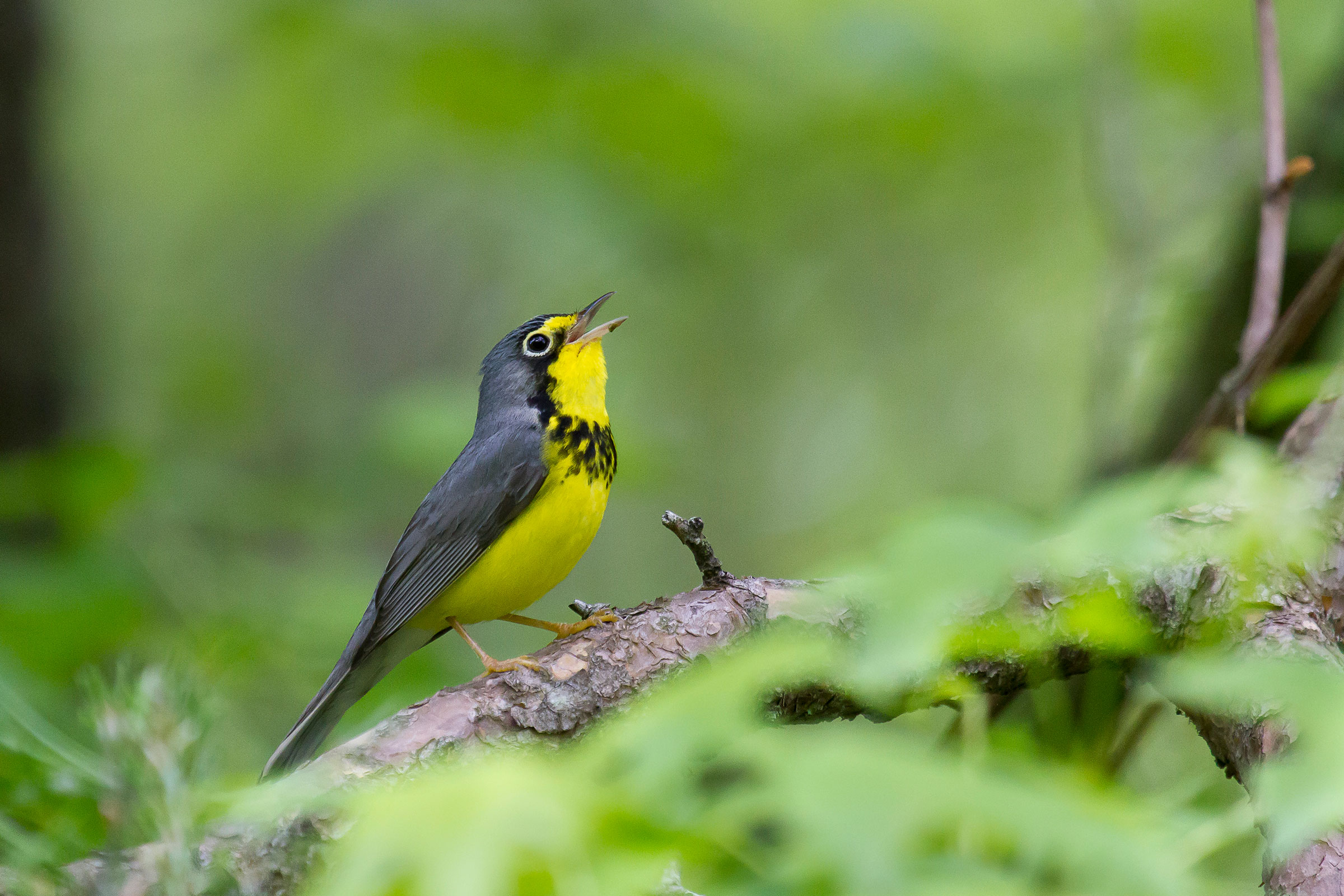 Canada Warbler - Adult male, photo by Dave Boltz