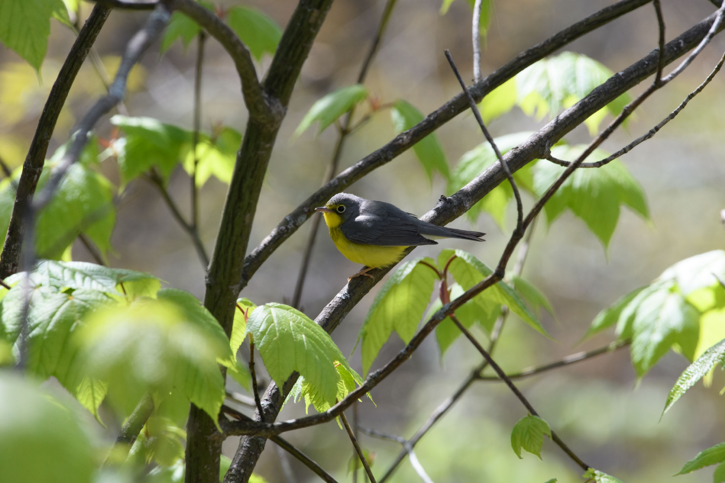 Canada Warbler - Adult female, photo by Keith Kennedy