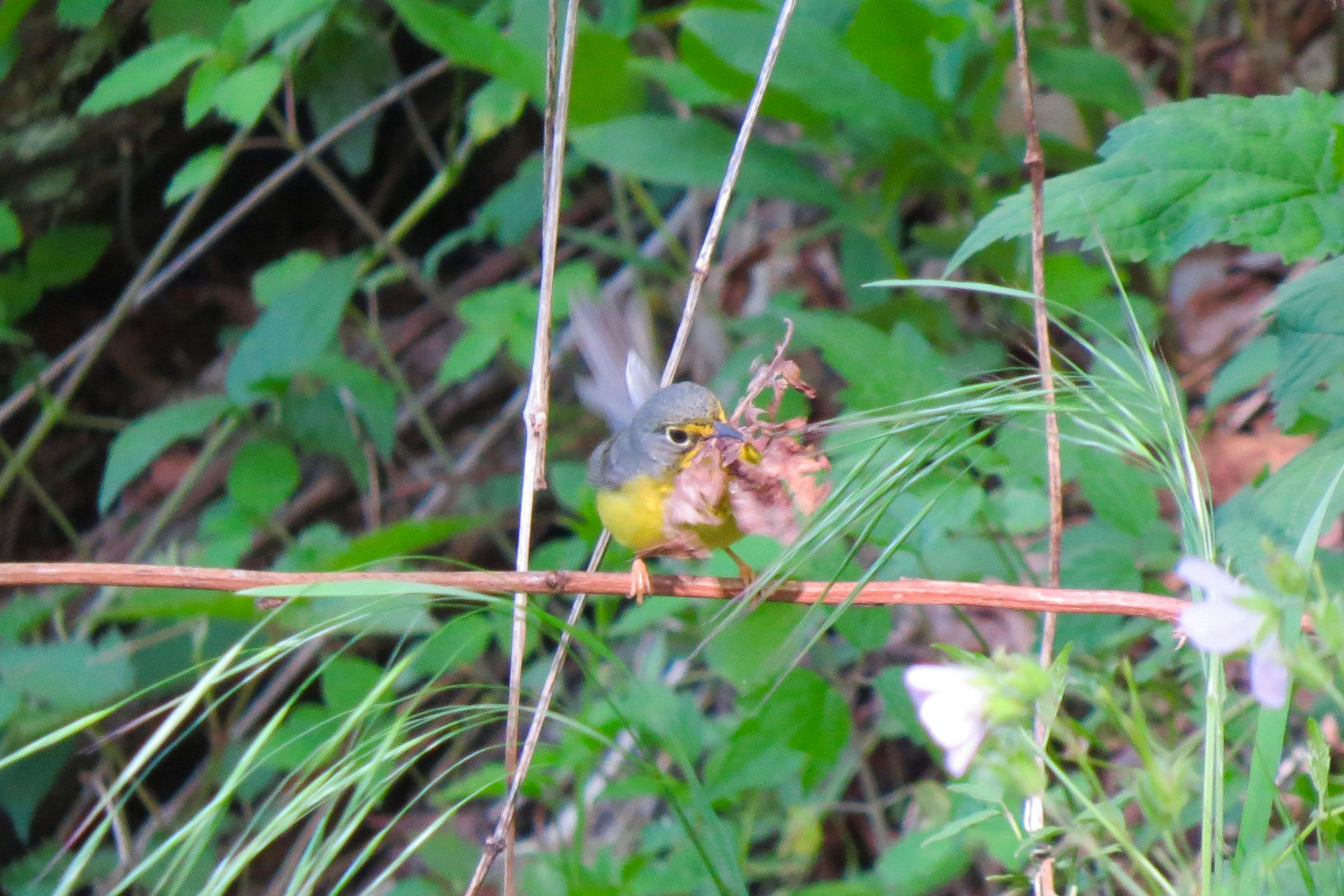 Canada Warbler - Female with nesting material, photo by Nancy Barnhart