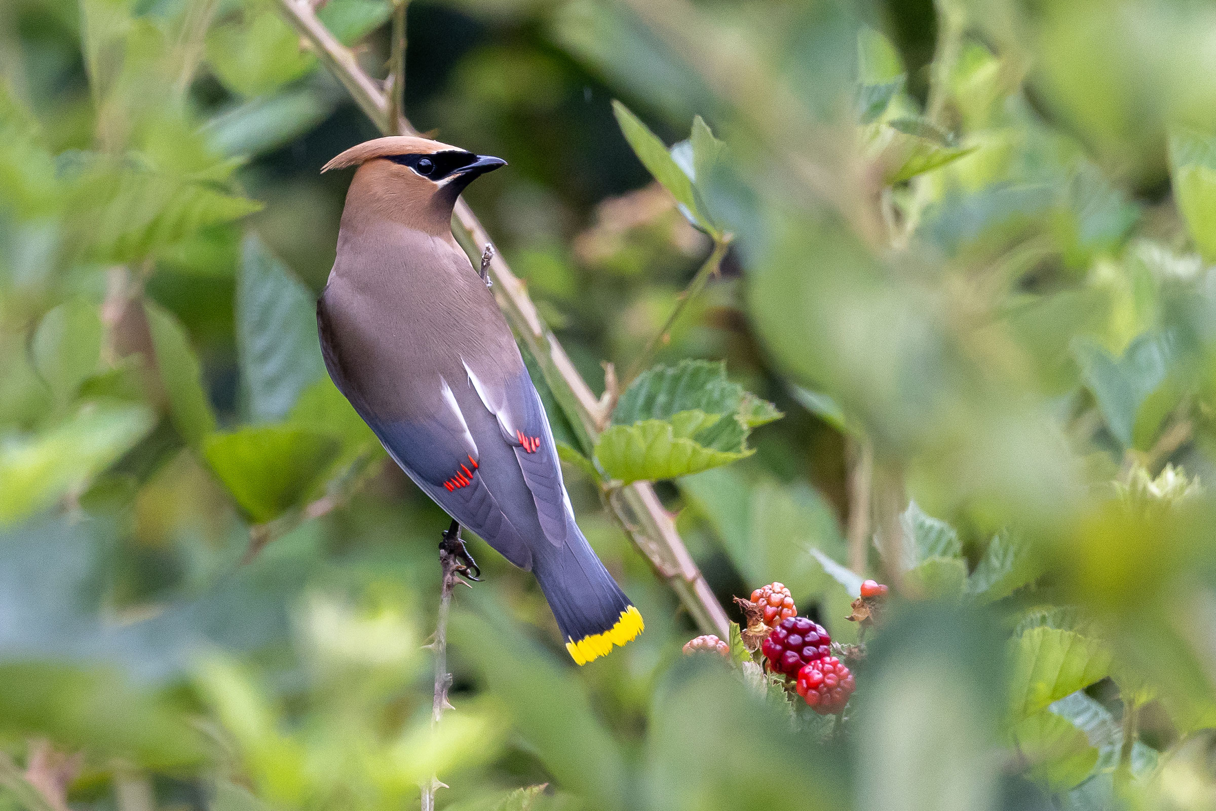 Cedar Waxwing - Adult, photo by Baxter Beamer