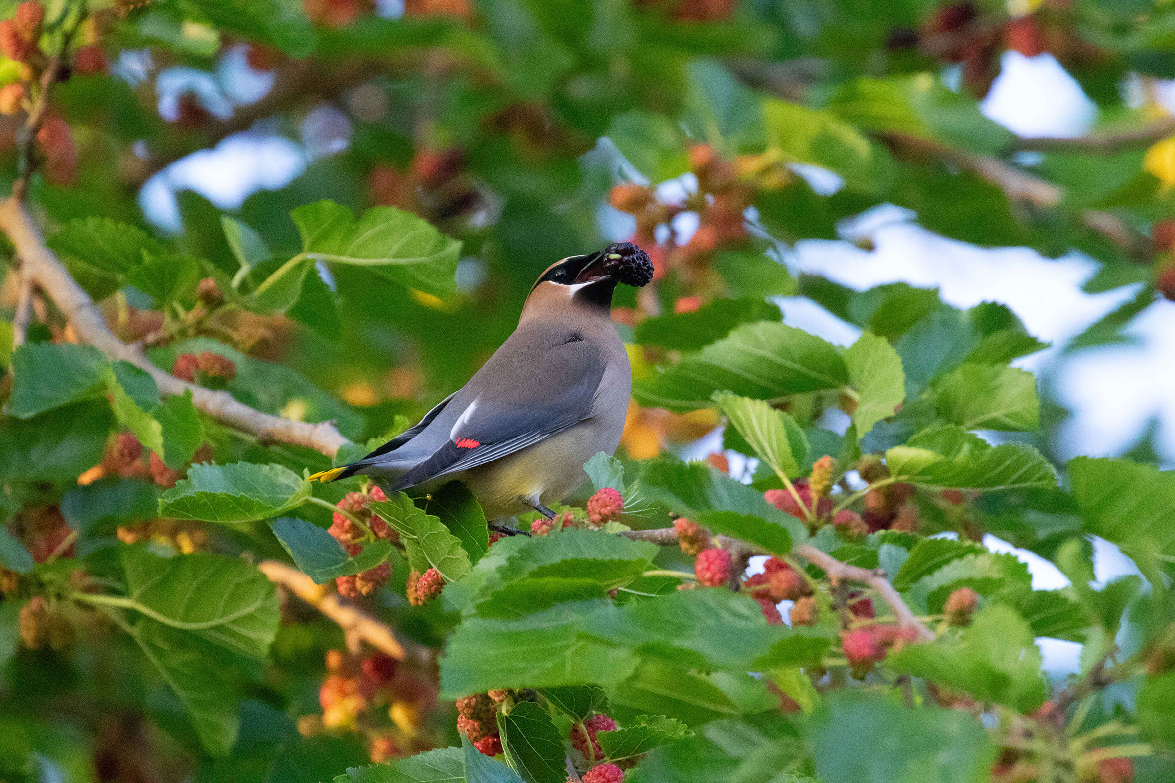 Cedar Waxwing - Adult eating mulberries, photo by Dixie Sommers