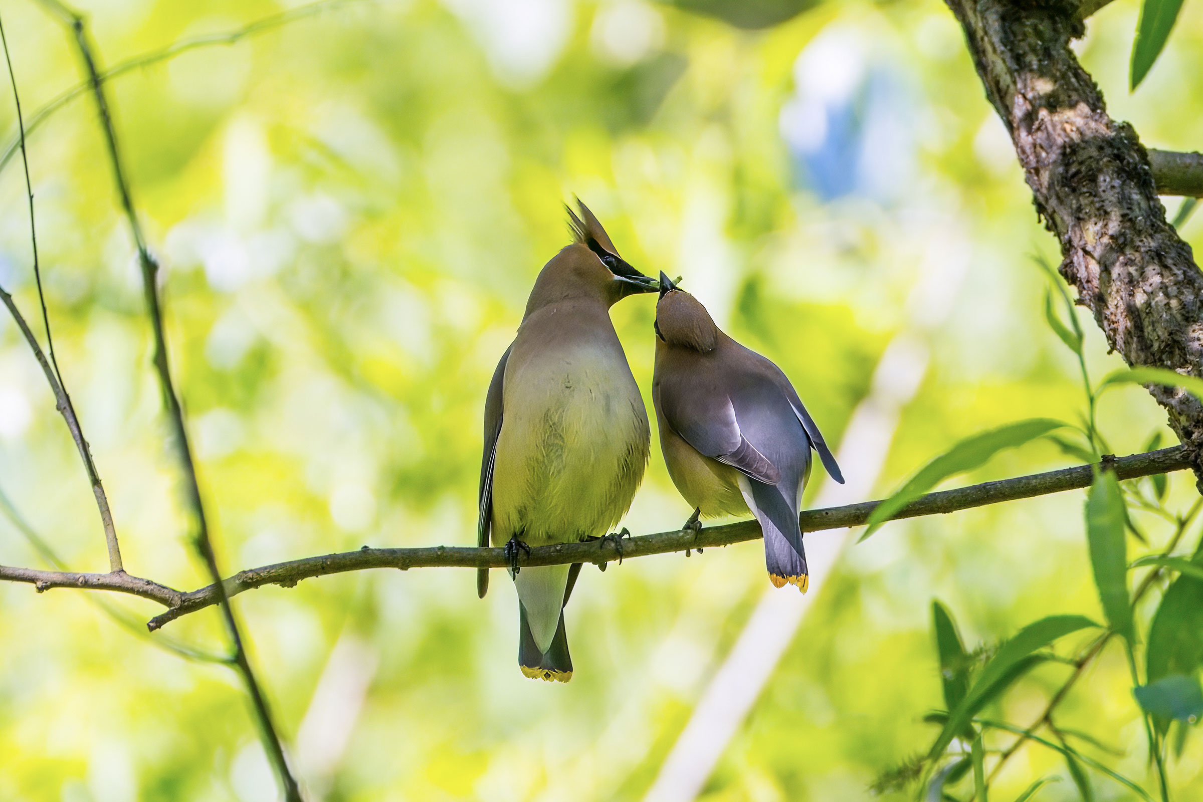 Cedar Waxwing - Courtship feeding, photo by Arthur Hass