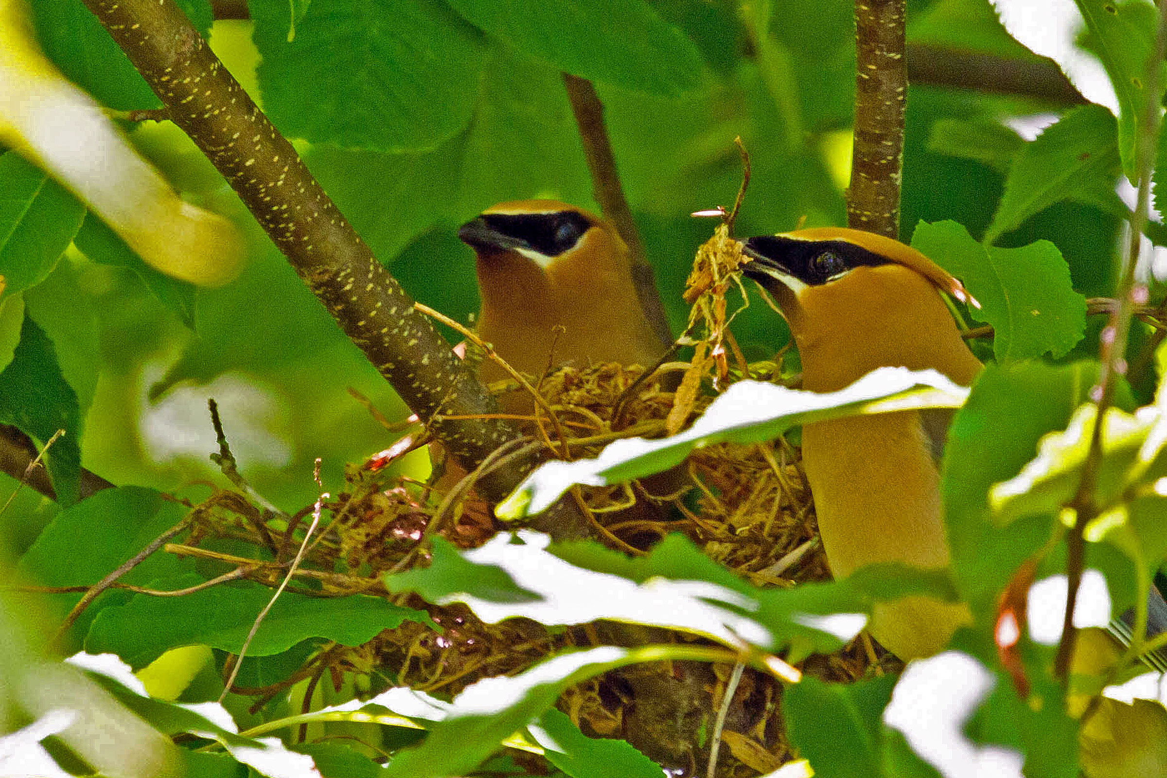 Cedar Waxwing - Pair at nest, photo by Diane Lepkowski