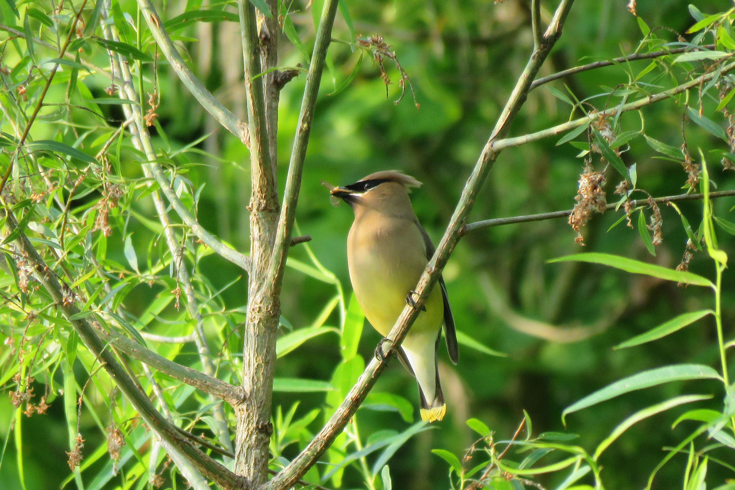 Cedar Waxwing - Carrying food, photo by Monica Hoel