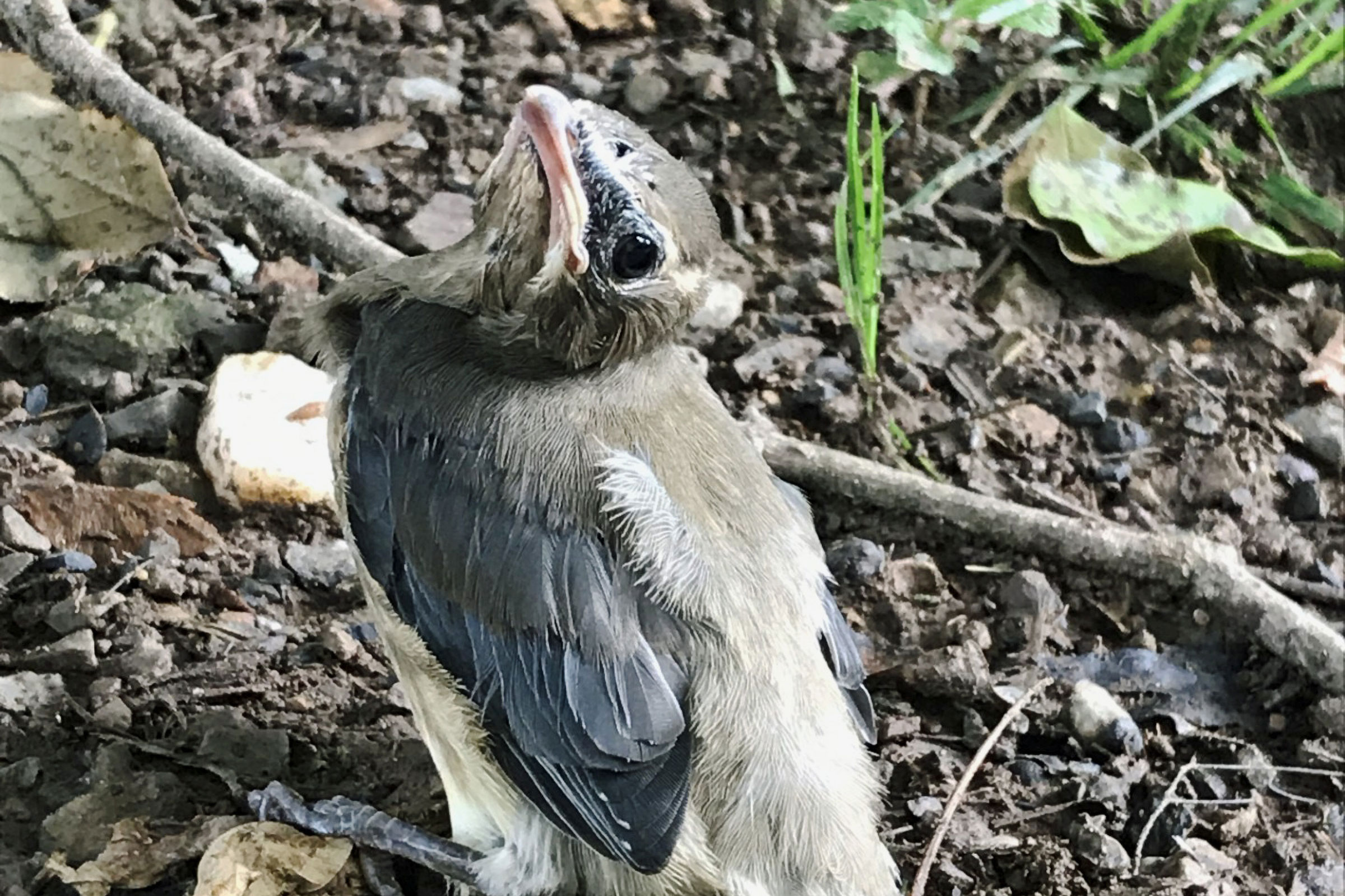 Cedar Waxwing - Fledgling, photo by Chris Crowe