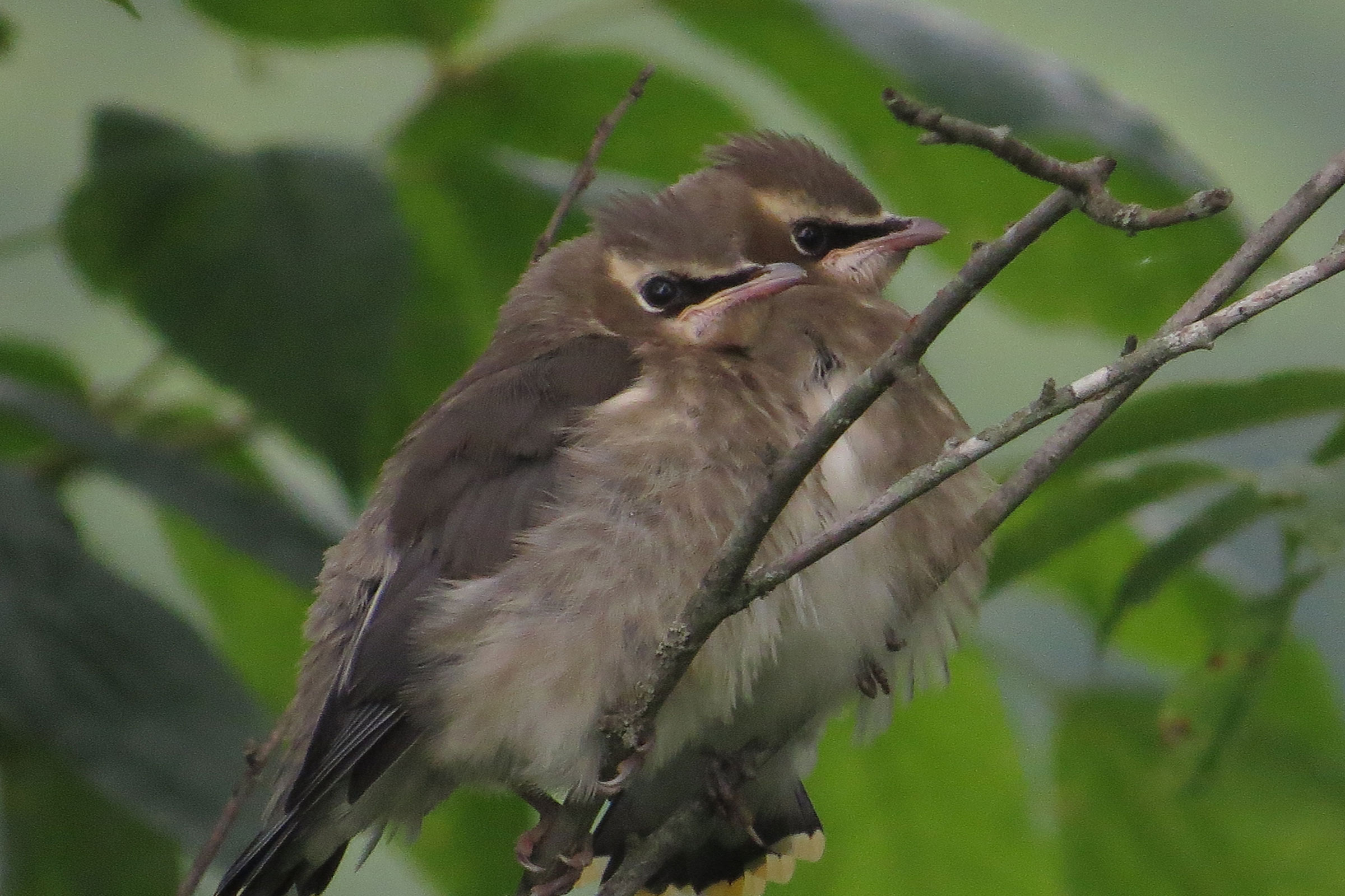 Cedar Waxwing - Juveniles, photo by Eric Raun
