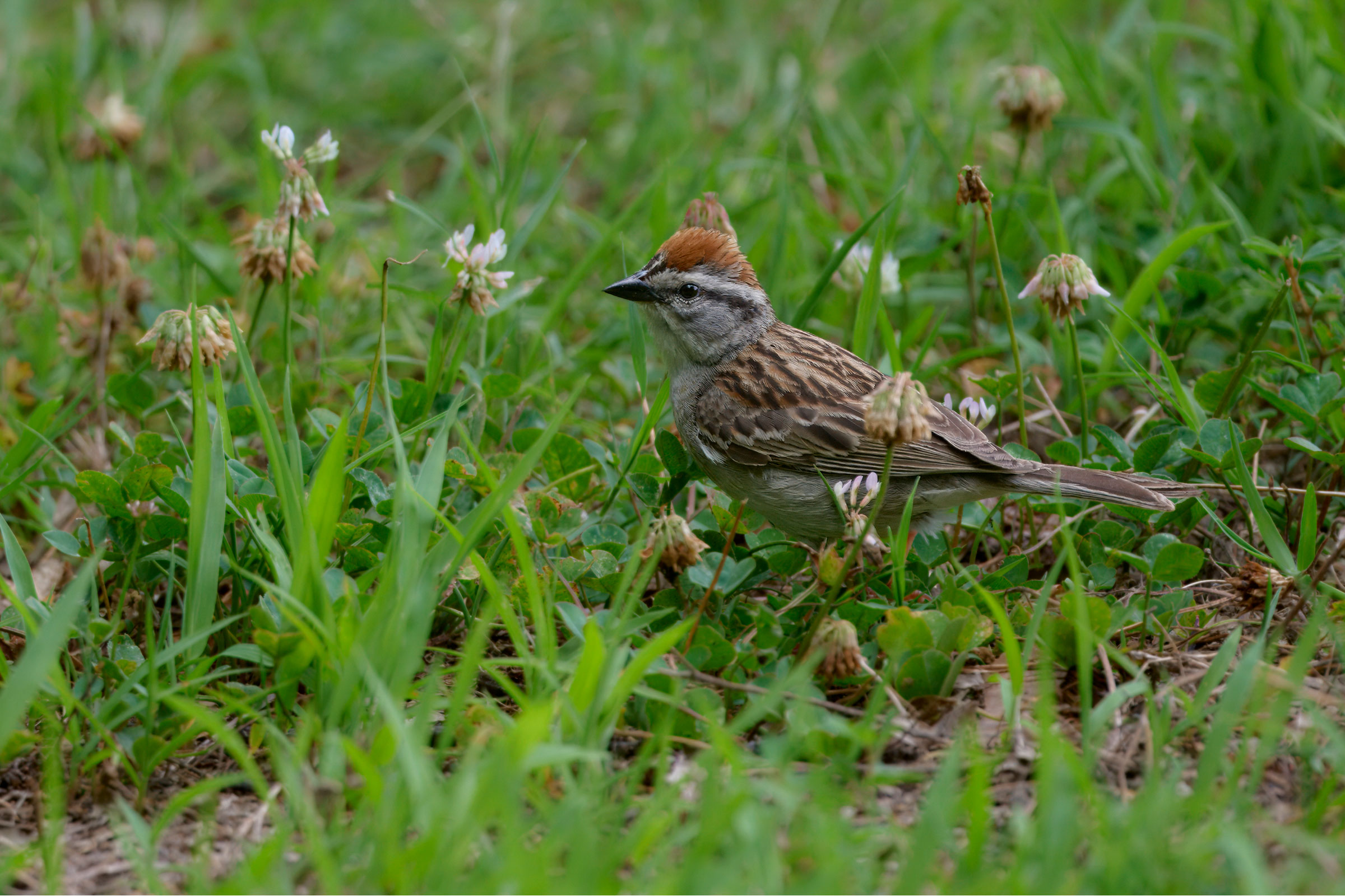 Chipping Sparrow - Adult male, photo by Corby Amos