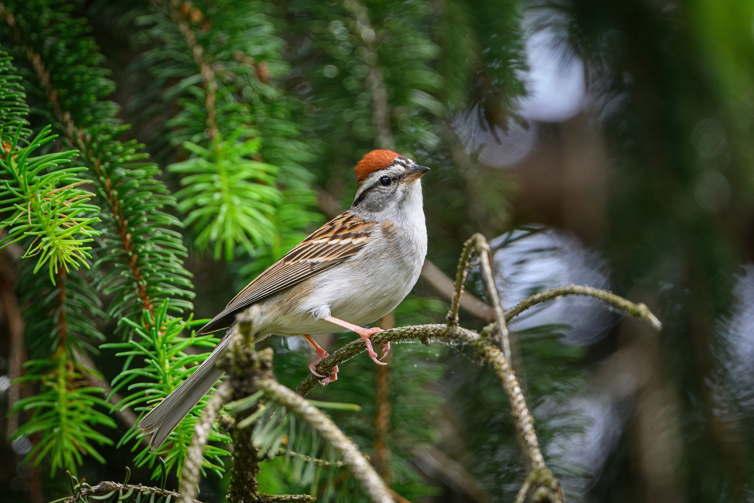 Chipping Sparrow - Adult male, photo by Jim Emery