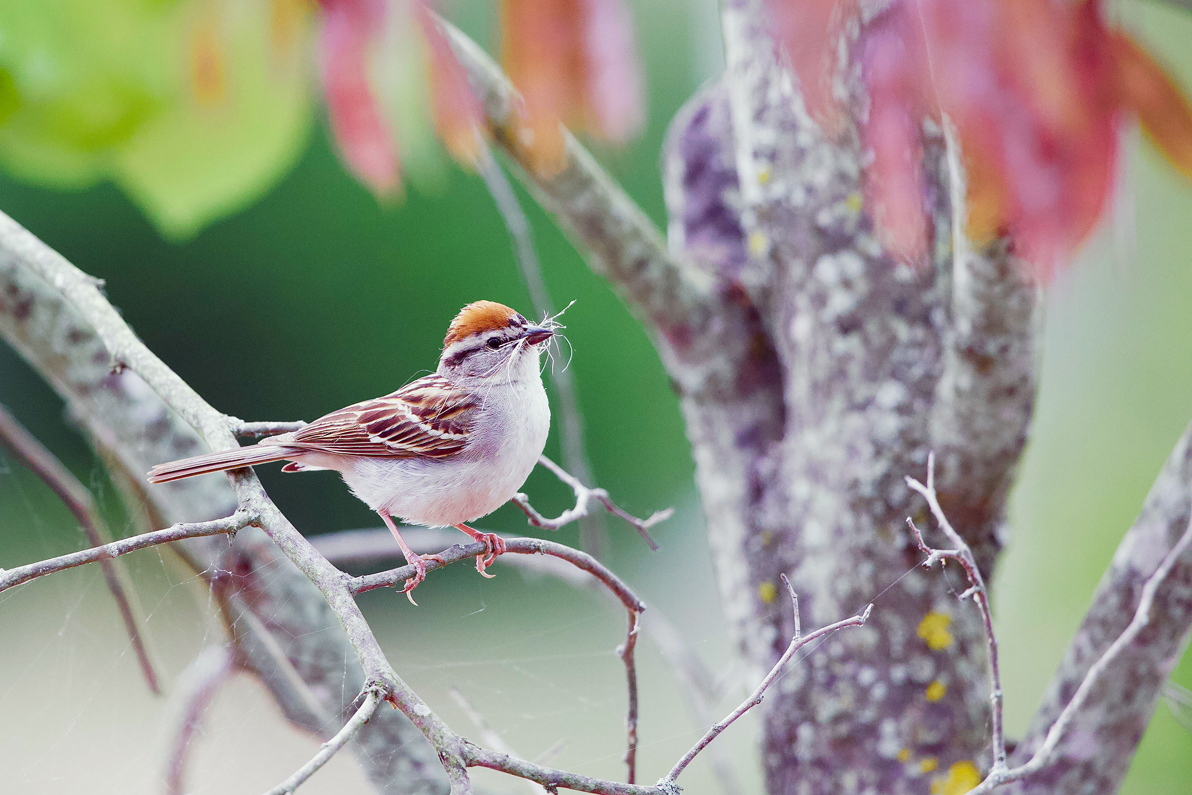 Chipping Sparrow - With nesting material, photo by Bob Crawford