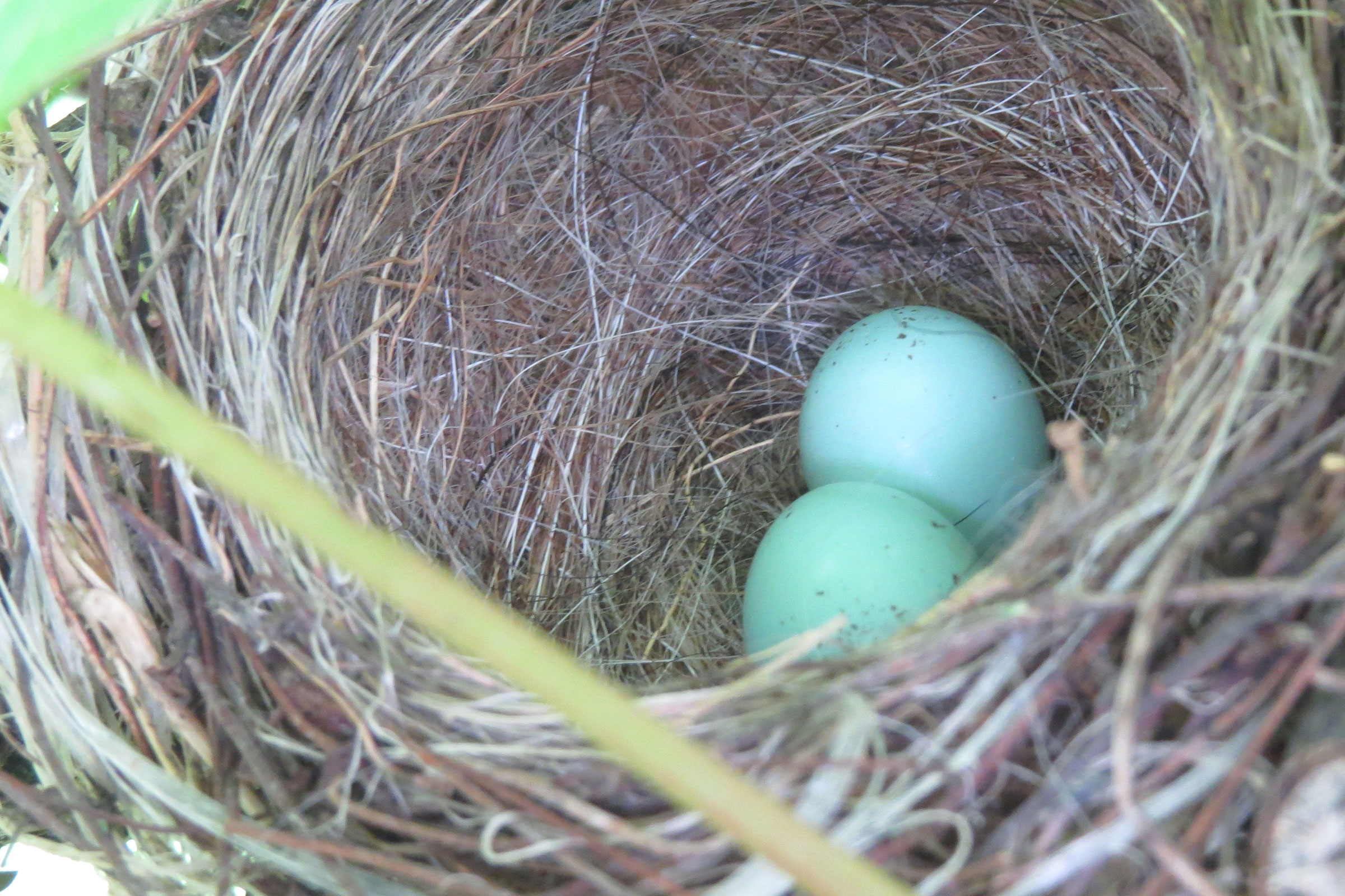 Chipping Sparrow - Nest with eggs, photo by Steven Hopp