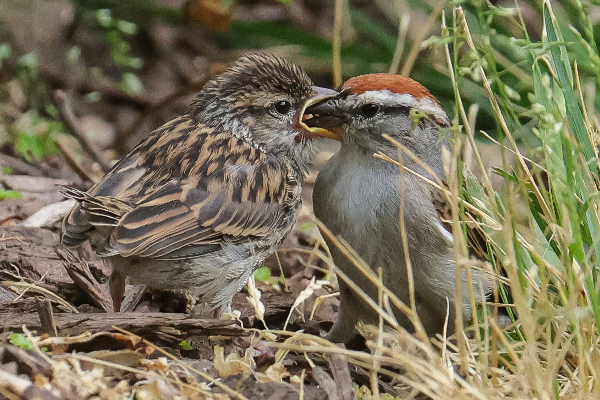 Chipping Sparrow - Feeding young, photo by Deborah Humphries