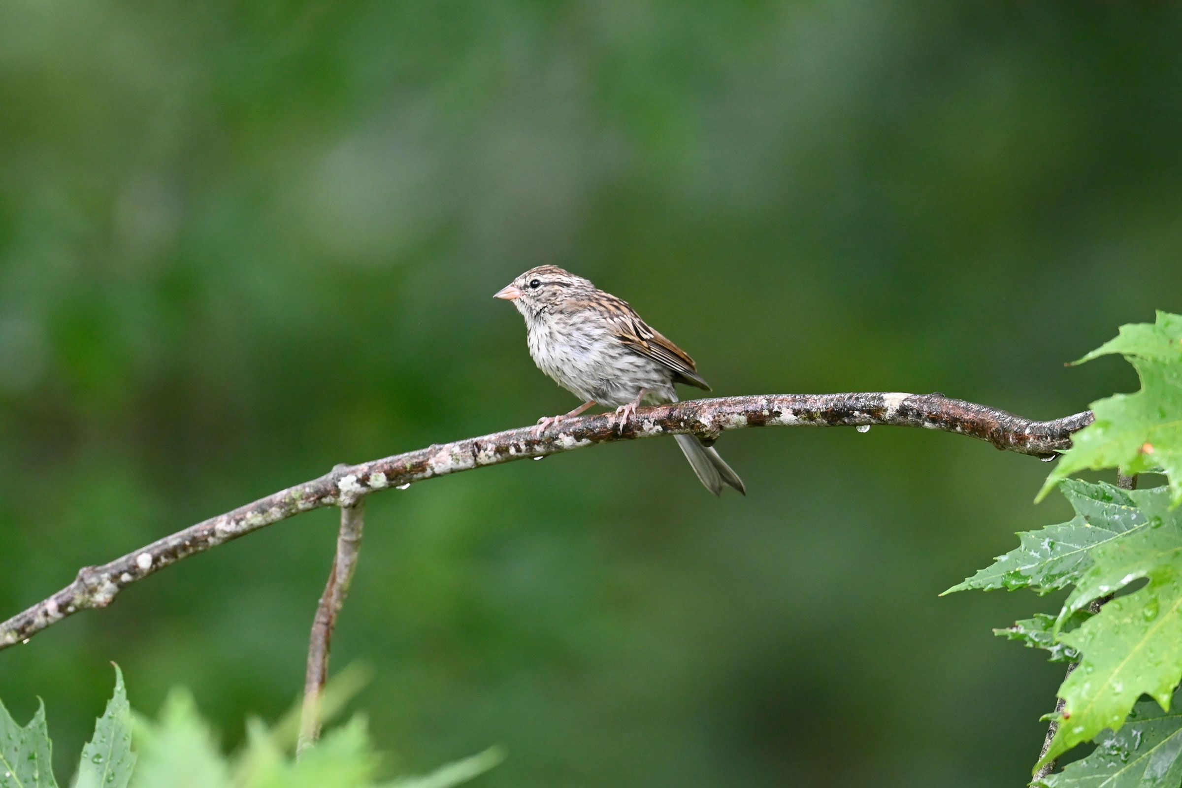 Chipping Sparrow - Immature, photo by David L. Govoni