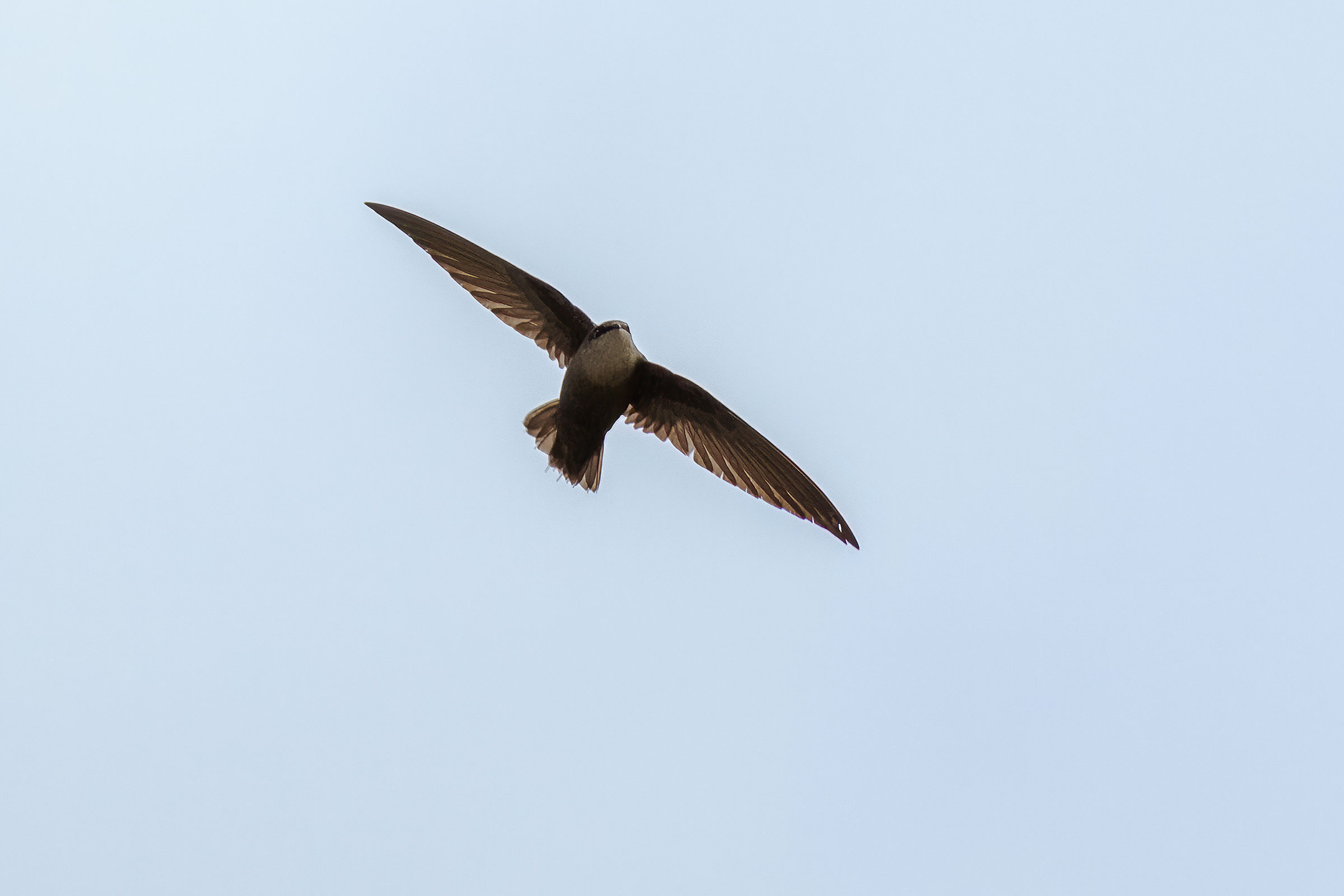 Chimney Swift - Adult in flight, photo by Todd Kiraly