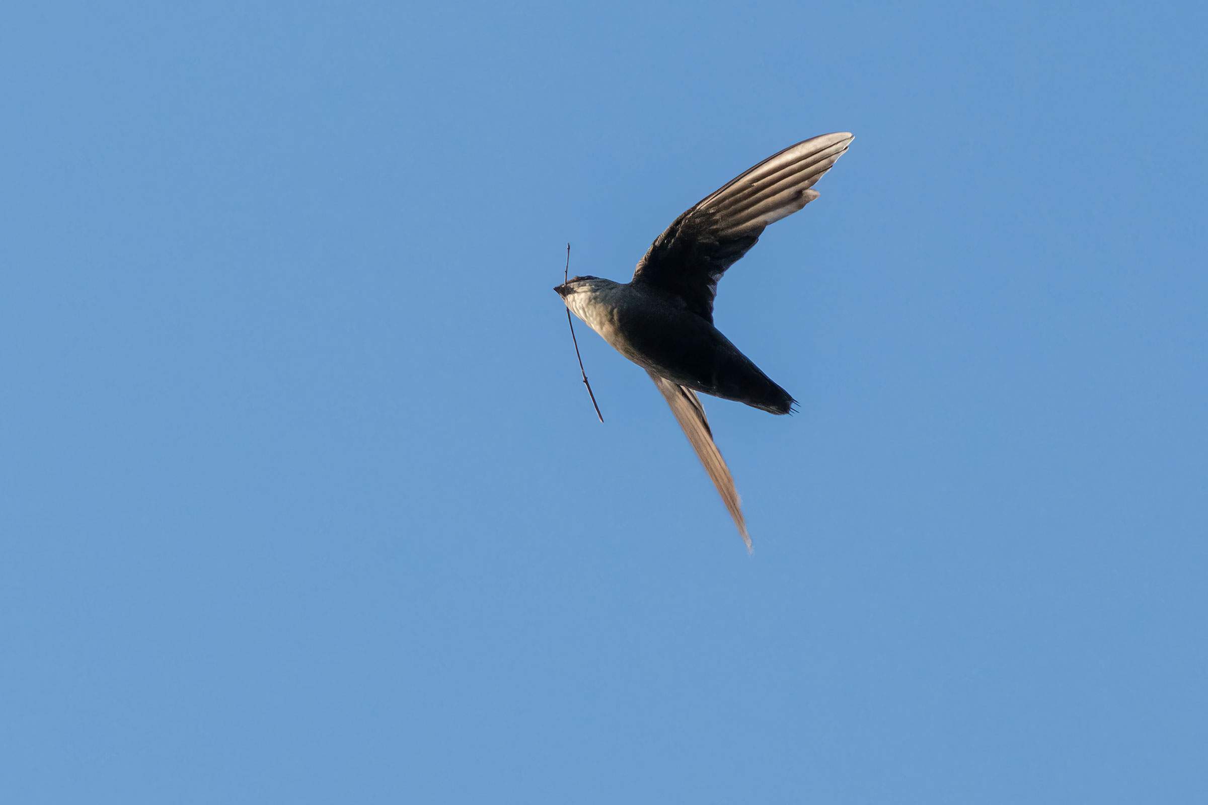 Chimney Swift - Adult in flight with nesting material, photo by Todd Kiraly