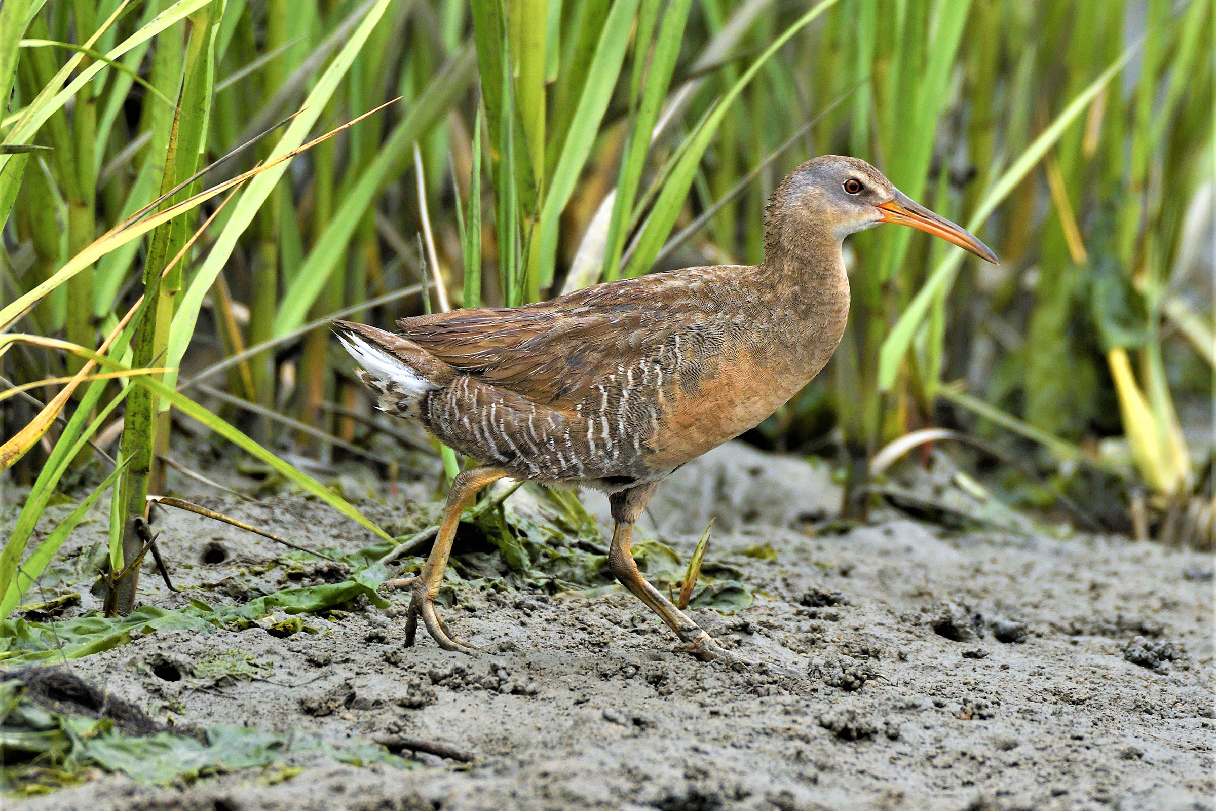Clapper Rail - Adult, photo by Joe Girgente @Joes_outdoor_adventures 