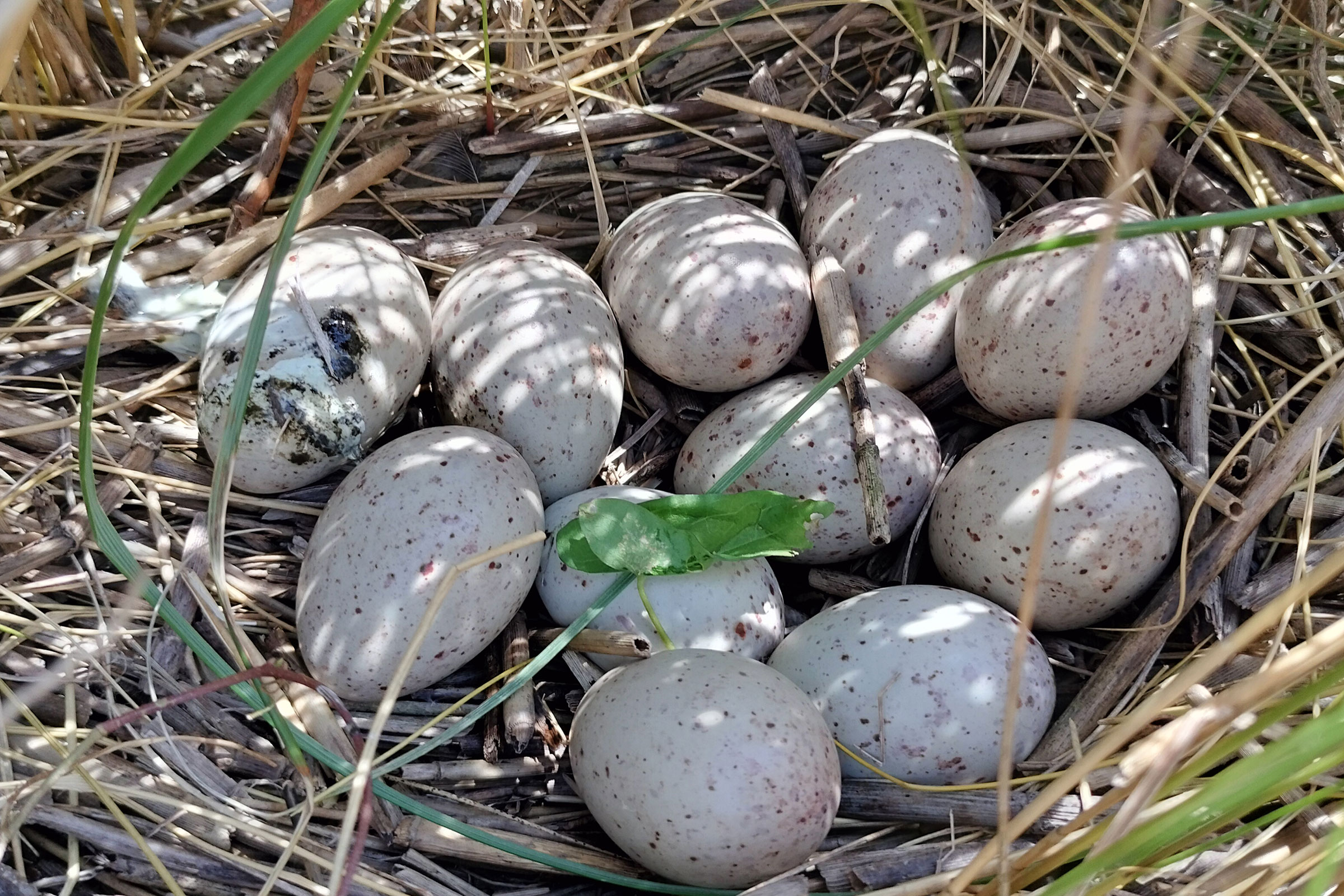 Clapper Rail - Nest with eggs, photo by Mario Balitbit