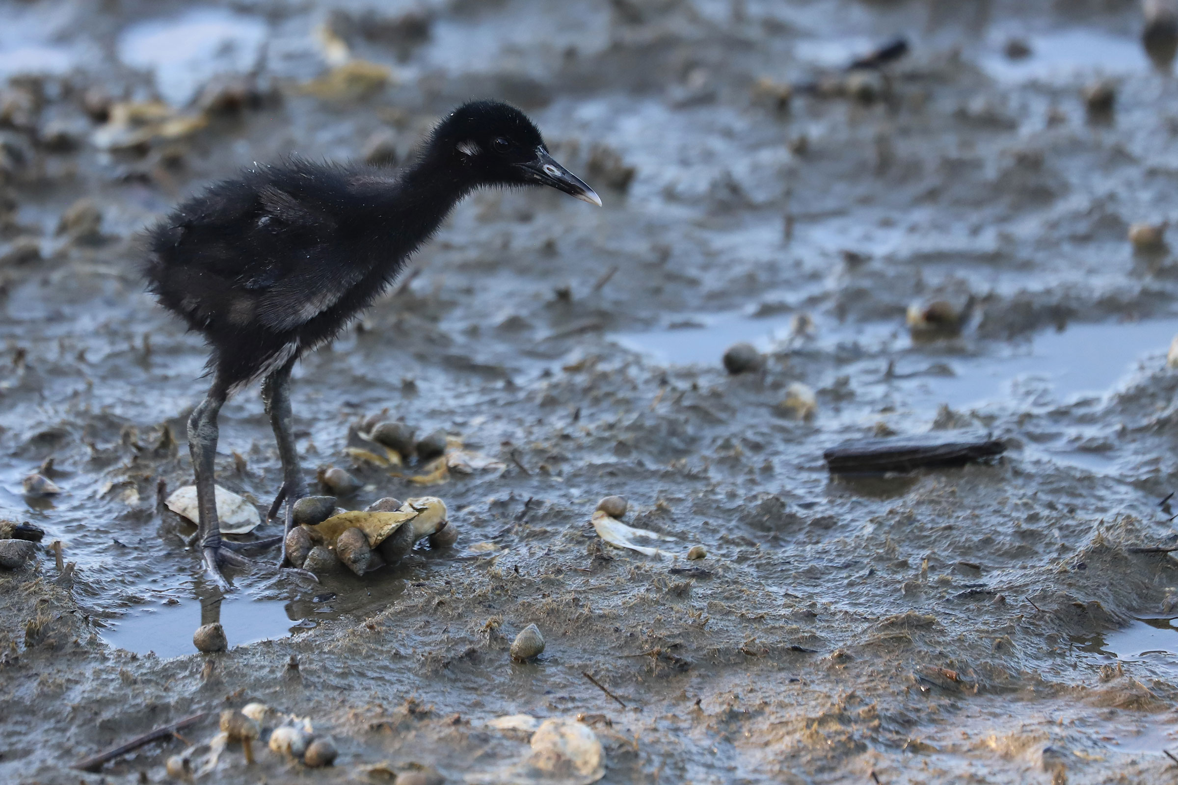 Clapper Rail - Juvenile, photo by Rob Bielawski