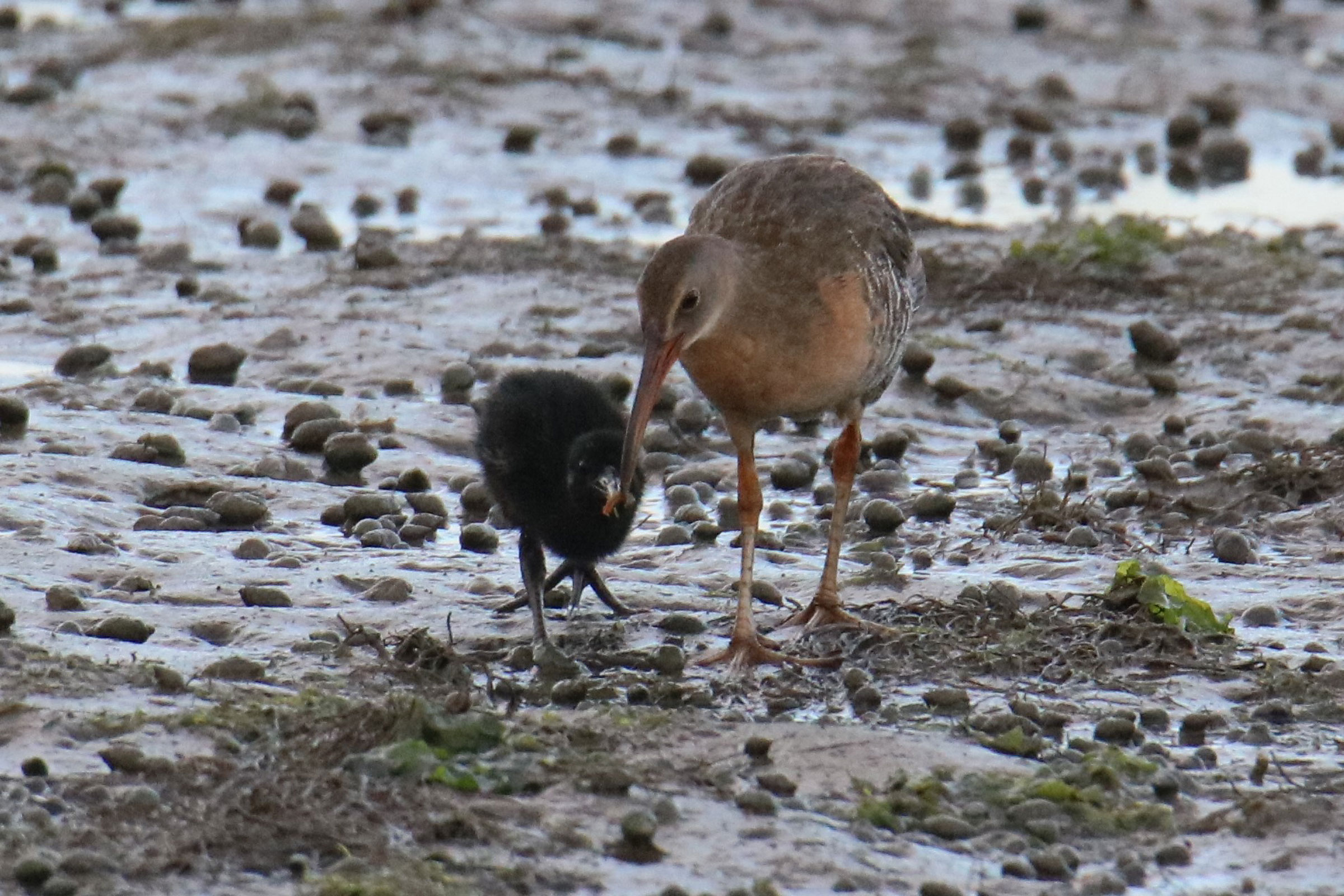 Clapper Rail - Feeding young, photo by Steve Myers