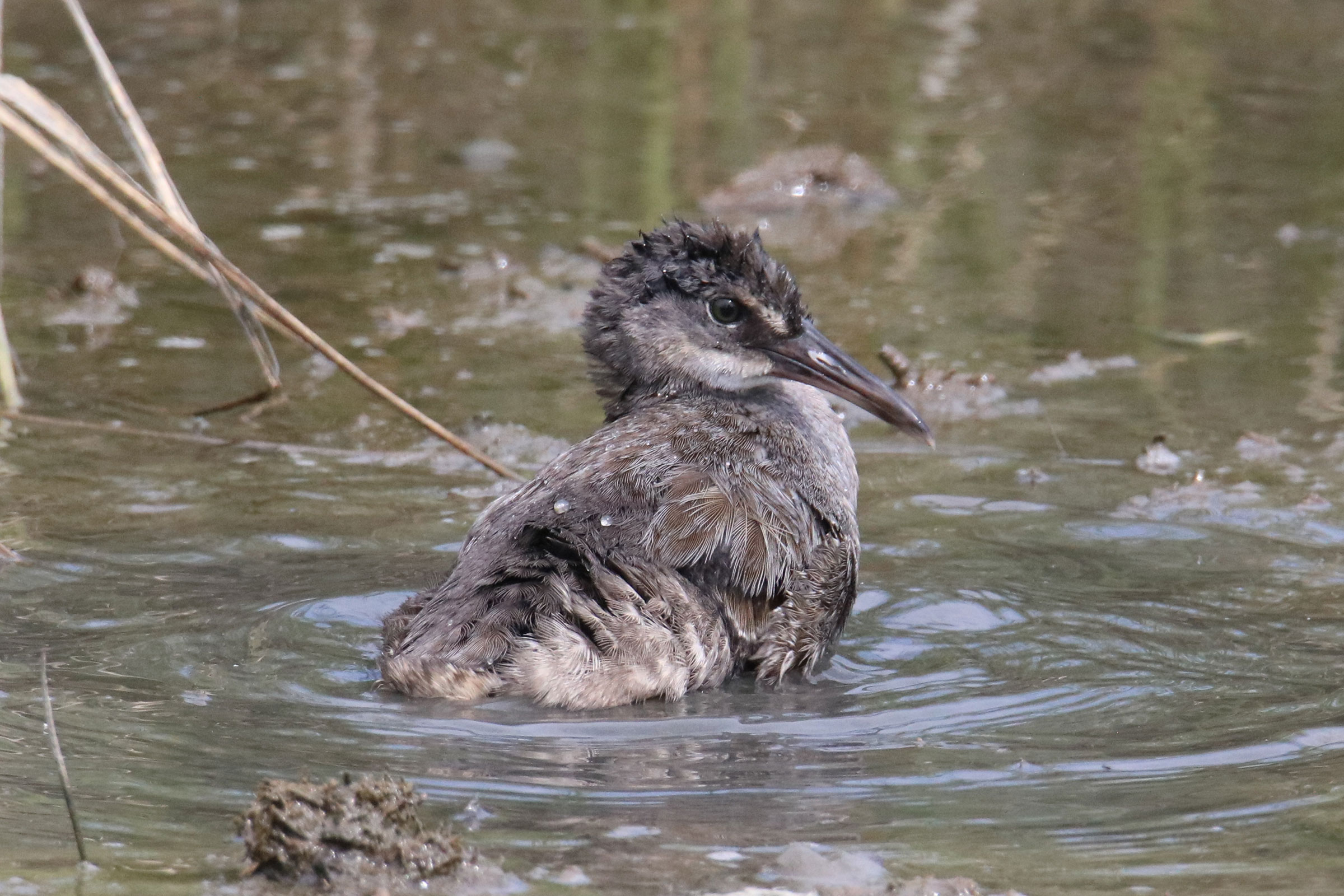 Clapper Rail - Juvenile, photo by Steve Myers