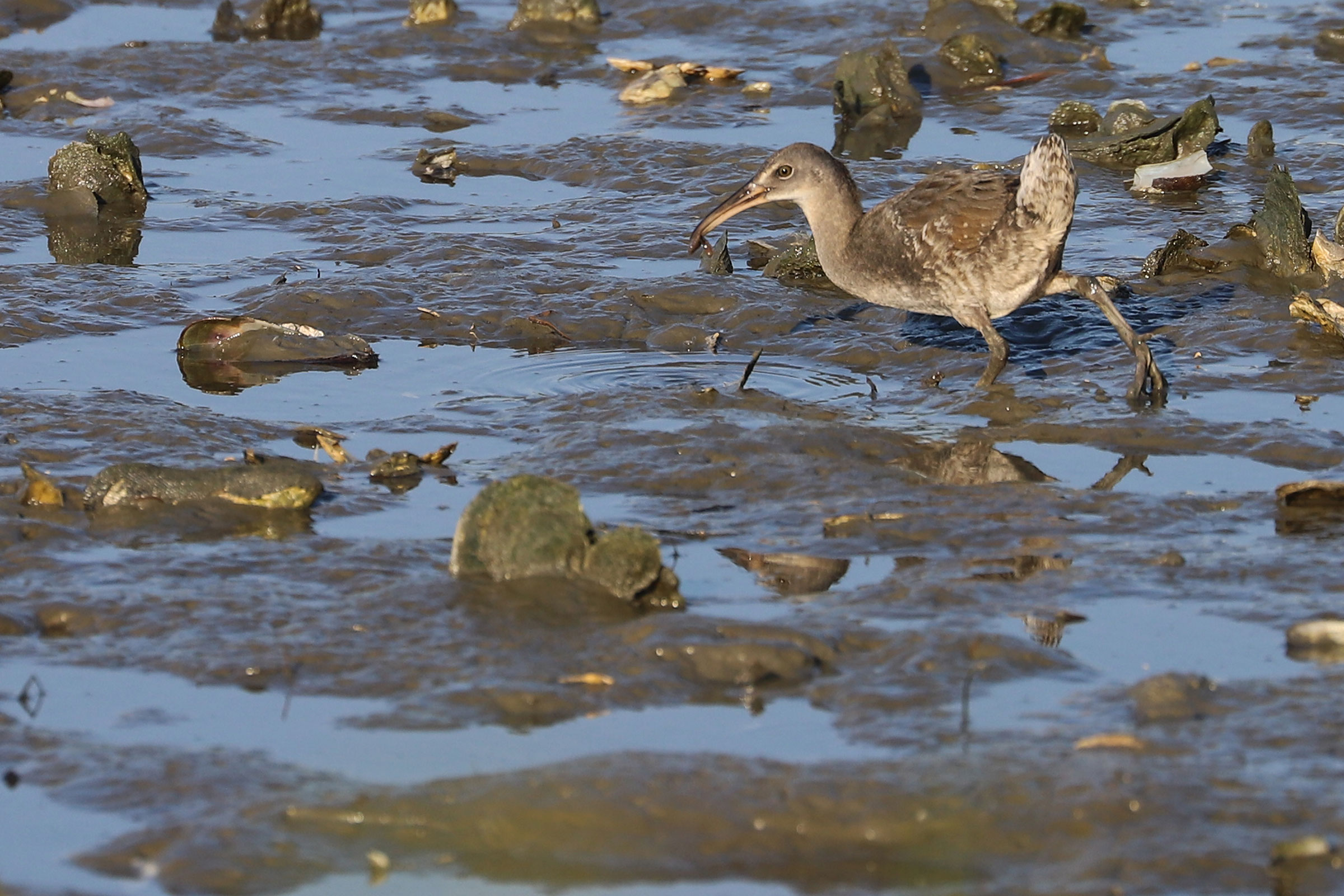 Clapper Rail - Immature, photo by Rob Bielawski