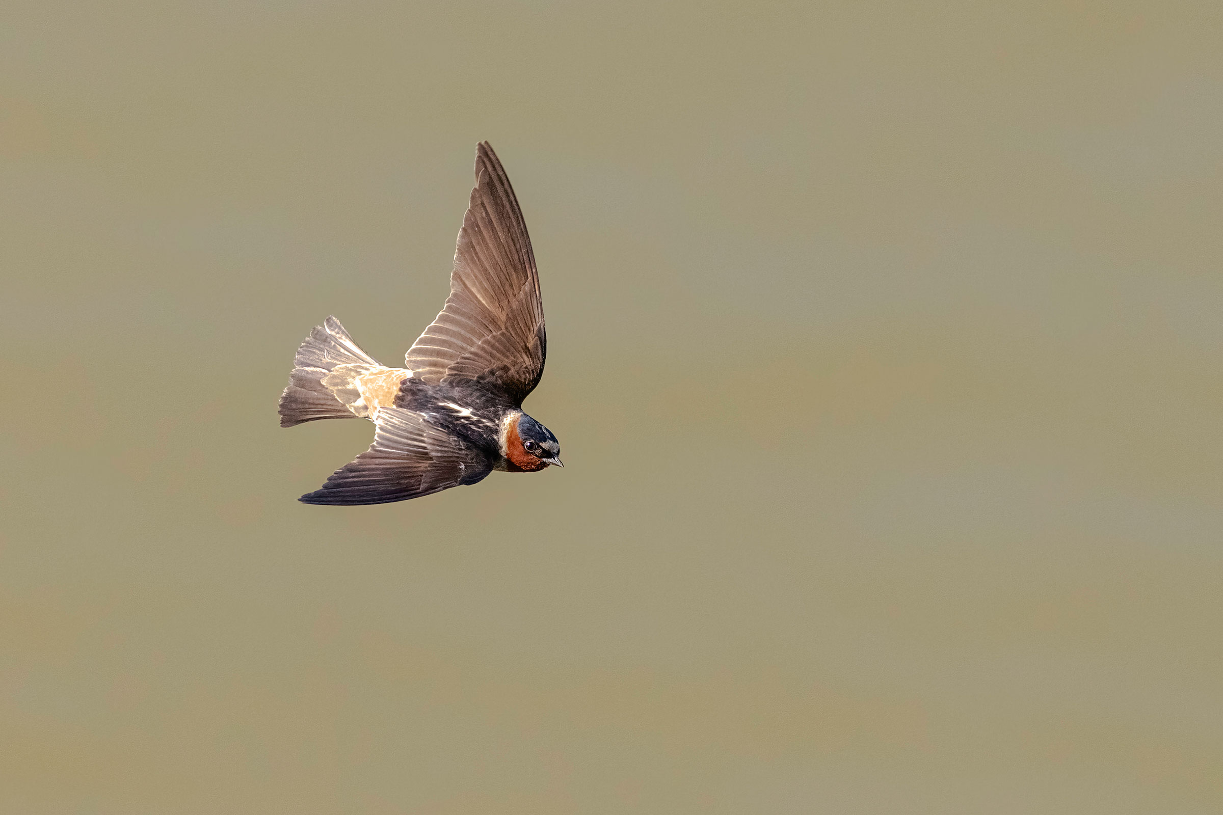 Cliff Swallow - Adult in flight, photo by Todd Kiraly