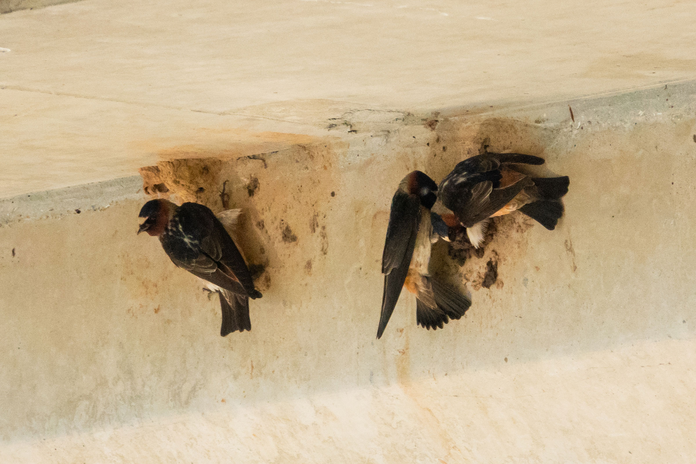 Cliff Swallow - Nest building, photo by Dixie Sommers