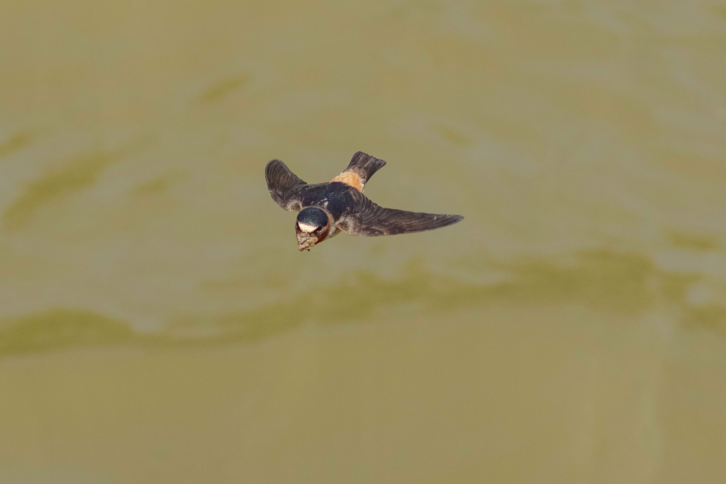 Cliff Swallow - Adult with mud for nest building, photo by Todd Kiraly