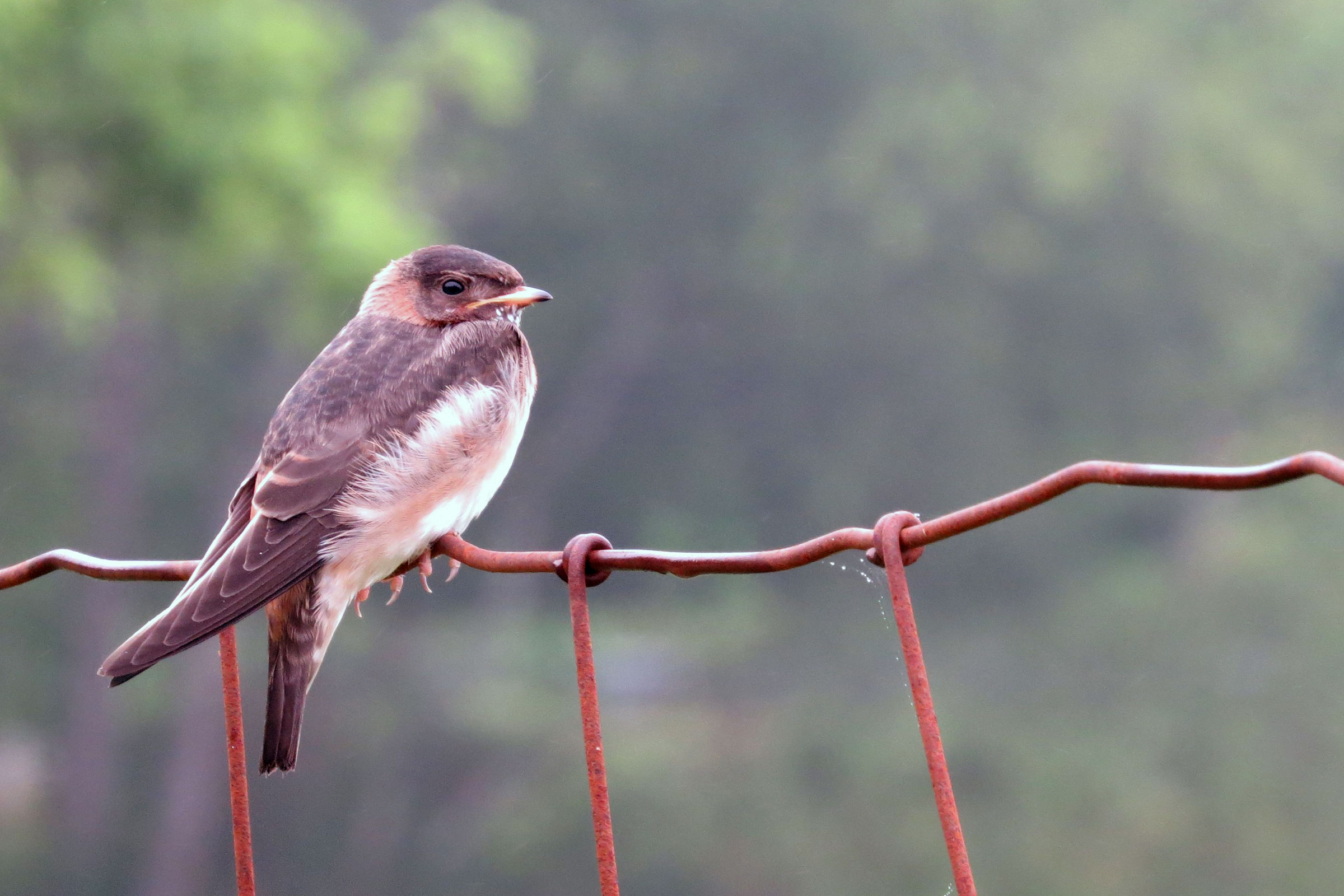 Cliff Swallow - Juvenile, photo by Steven Hopp