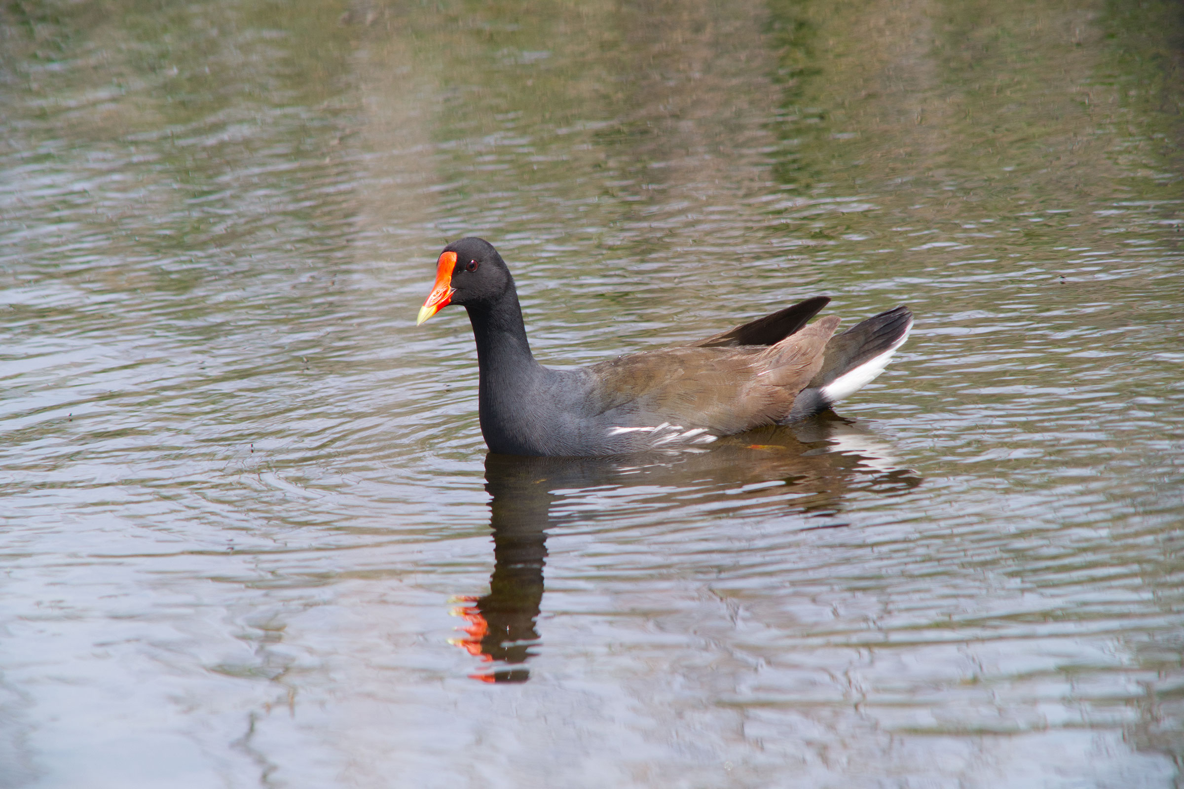 Common Gallinule - Adult, photo by Noah Li