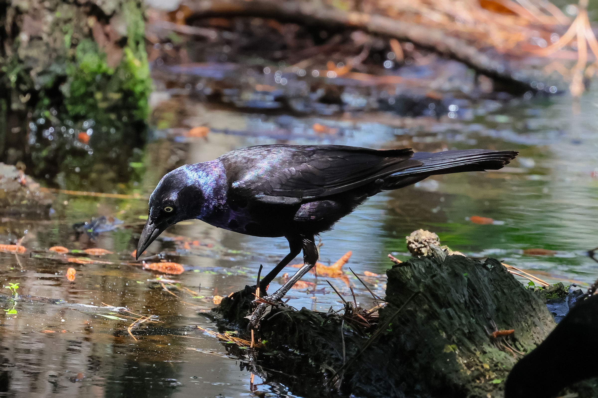 Common Grackle - Adult male, photo by Deborah Humphries