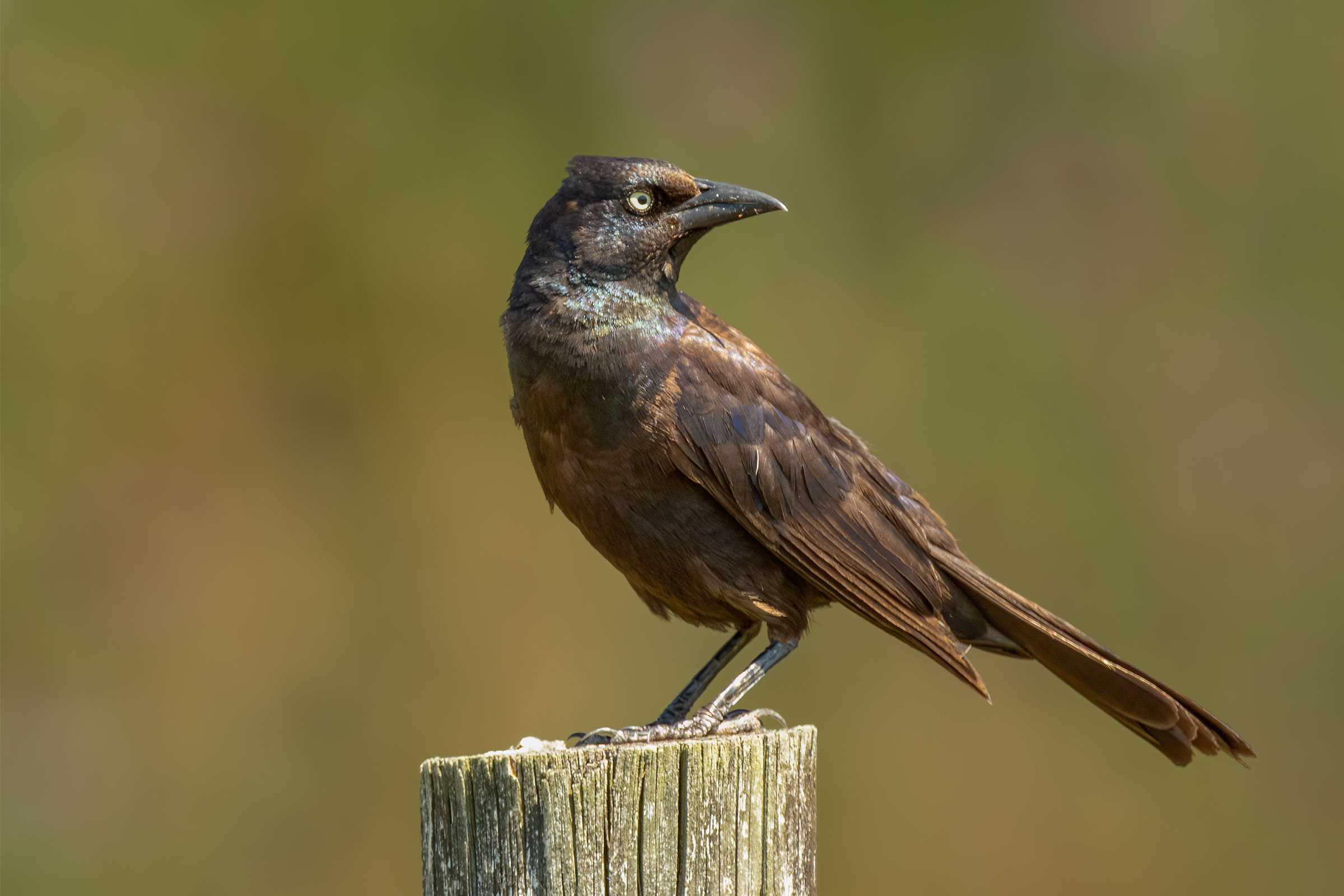 Common Grackle - Adult female, photo by www.JamesSpitznas.com