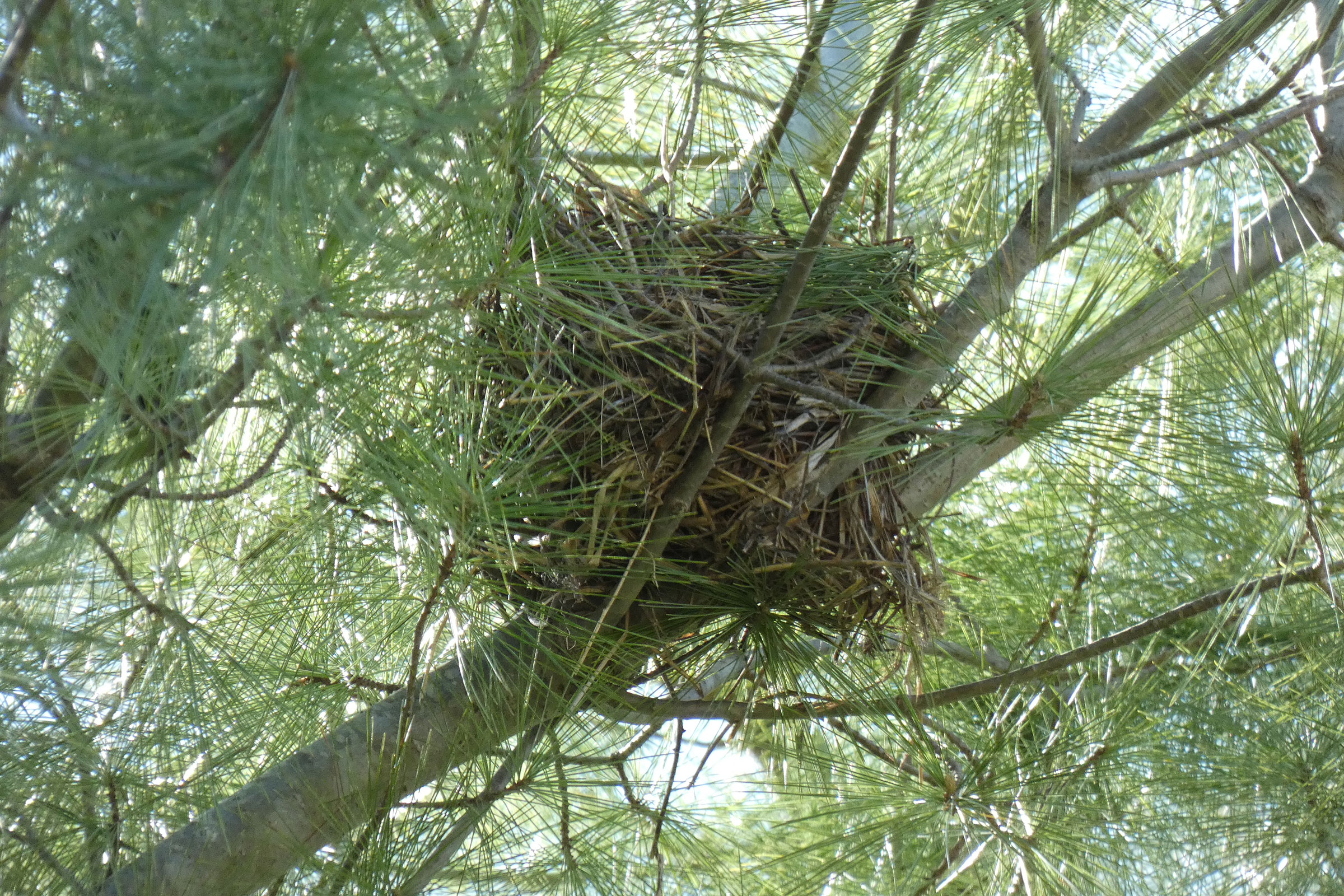 Common Grackle - Nest, photo by Patty Elton