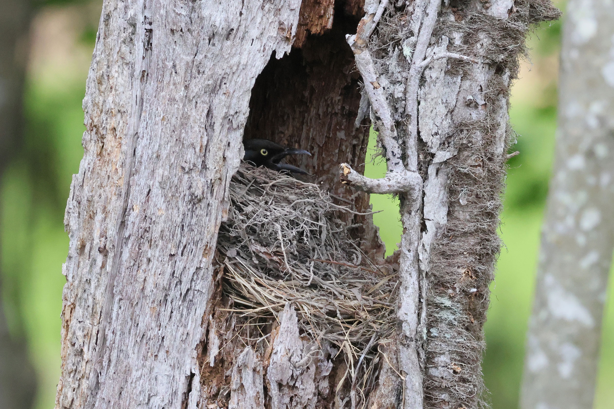 Common Grackle - Female on nest, photo by Deborah Humphries