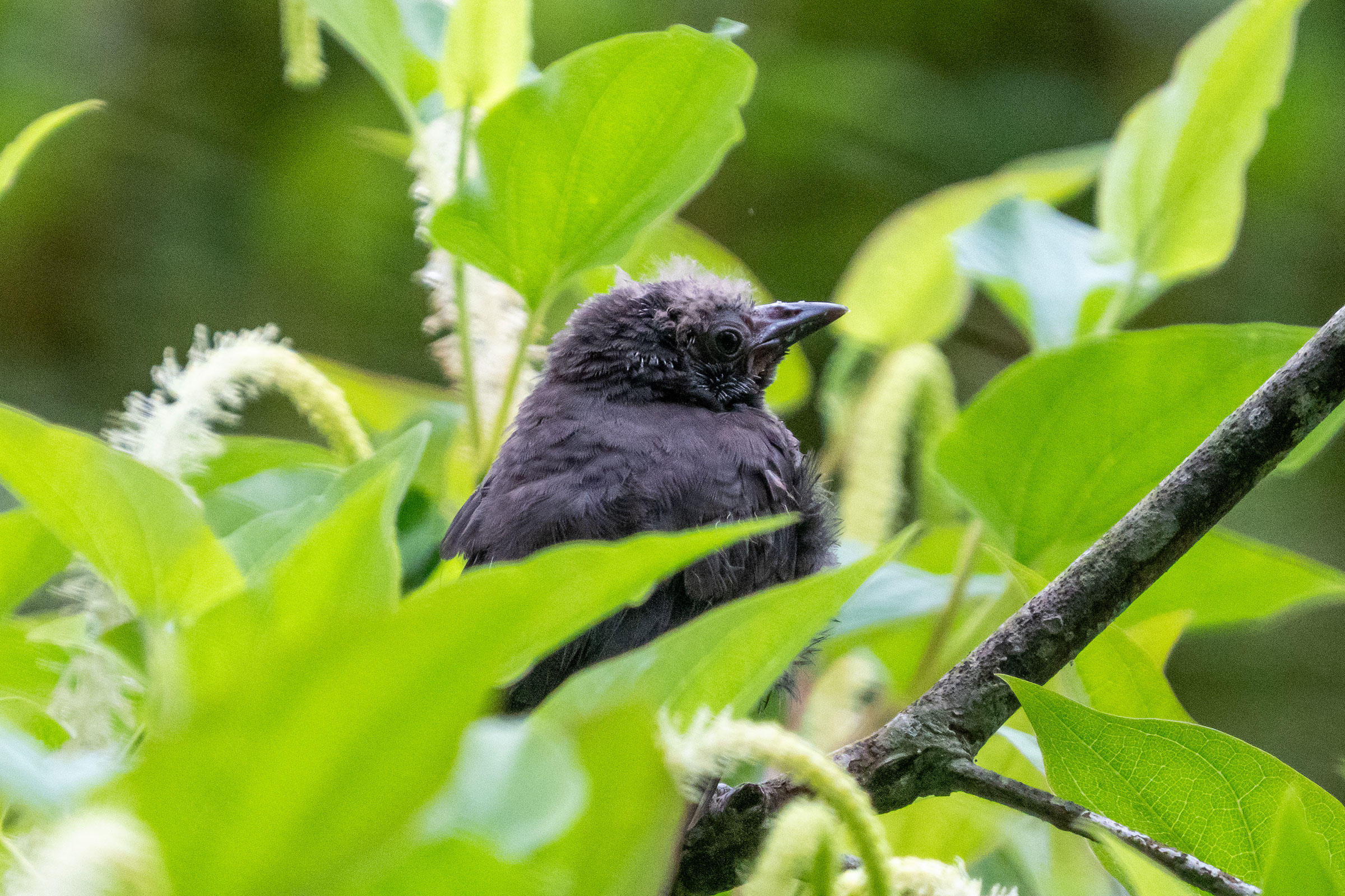 Common Grackle - Fledgling, photo by Chris Epperson