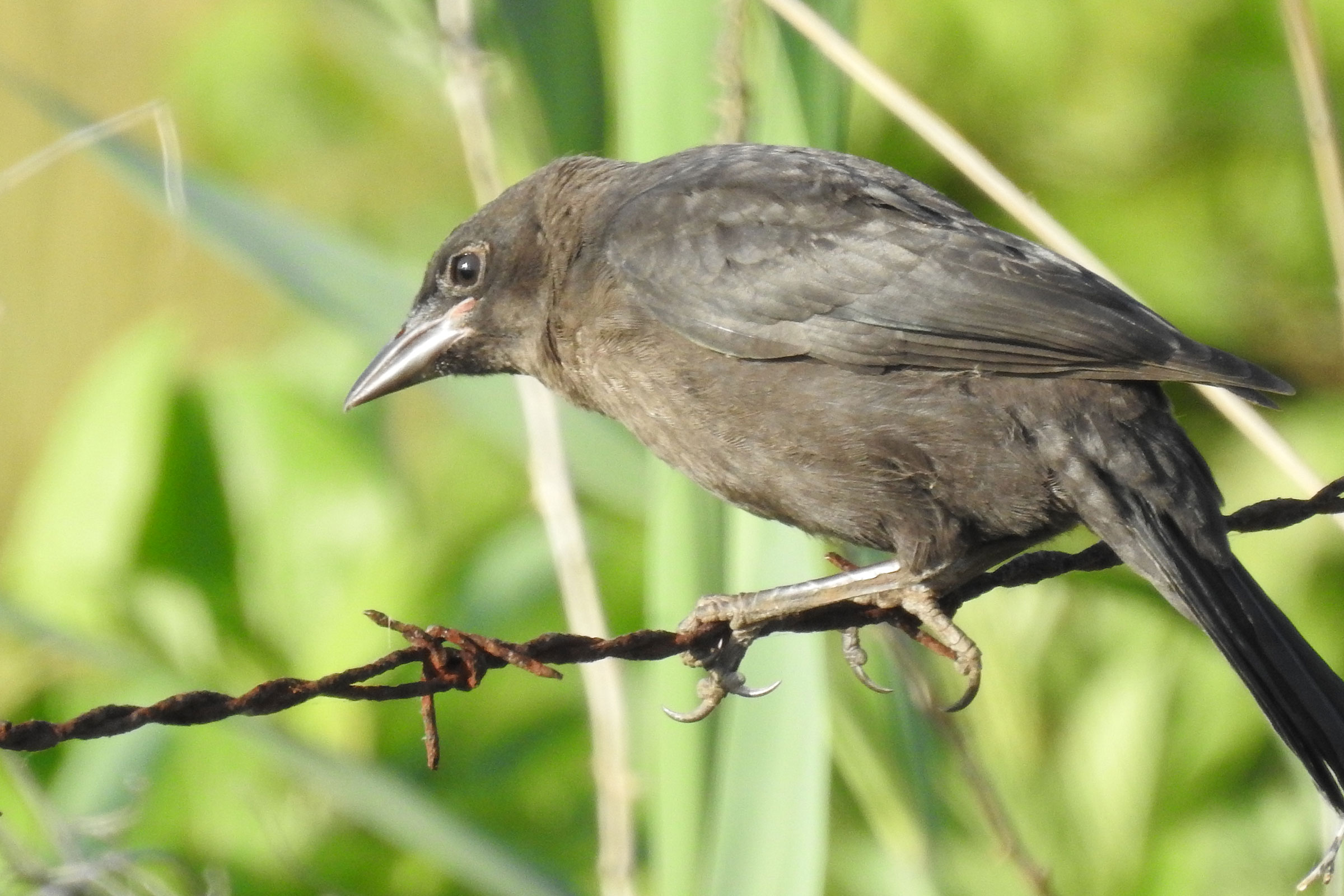 Common Grackle - Immature, photo by Laura Mae