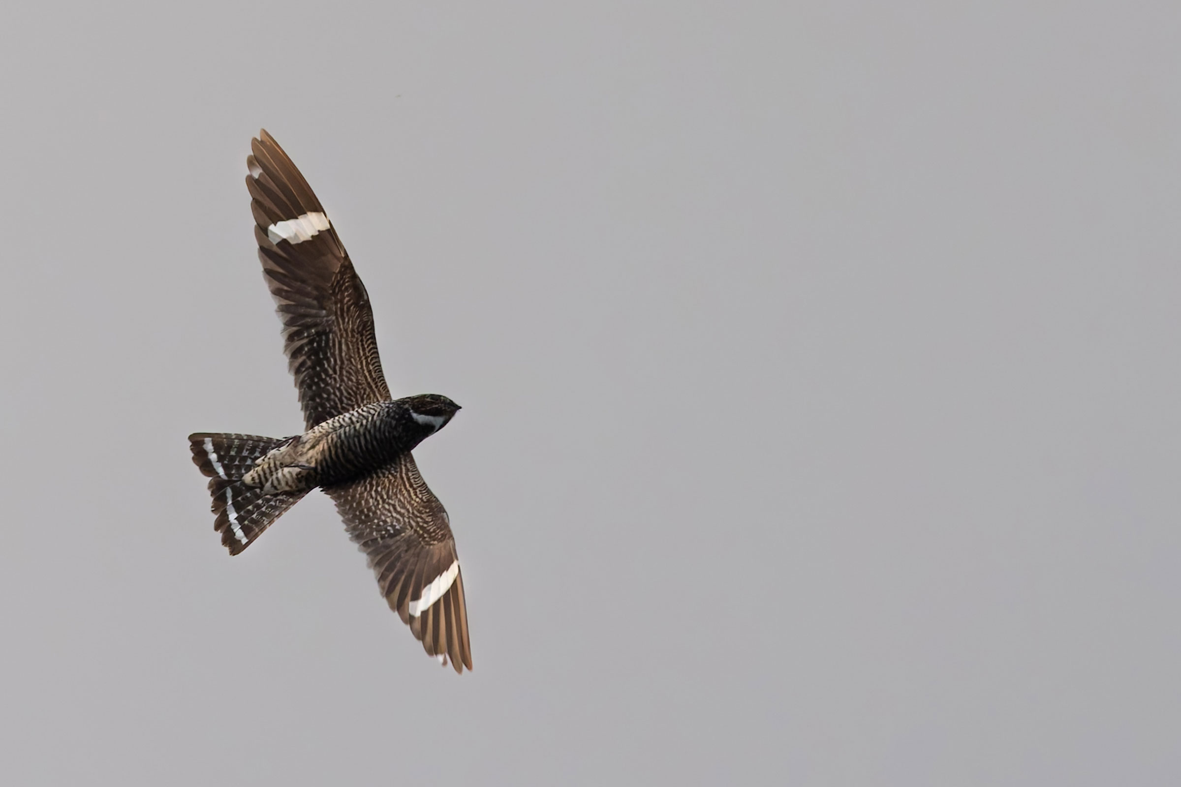 Common Nighthawk - Adult male in flight, photo by David Shoch