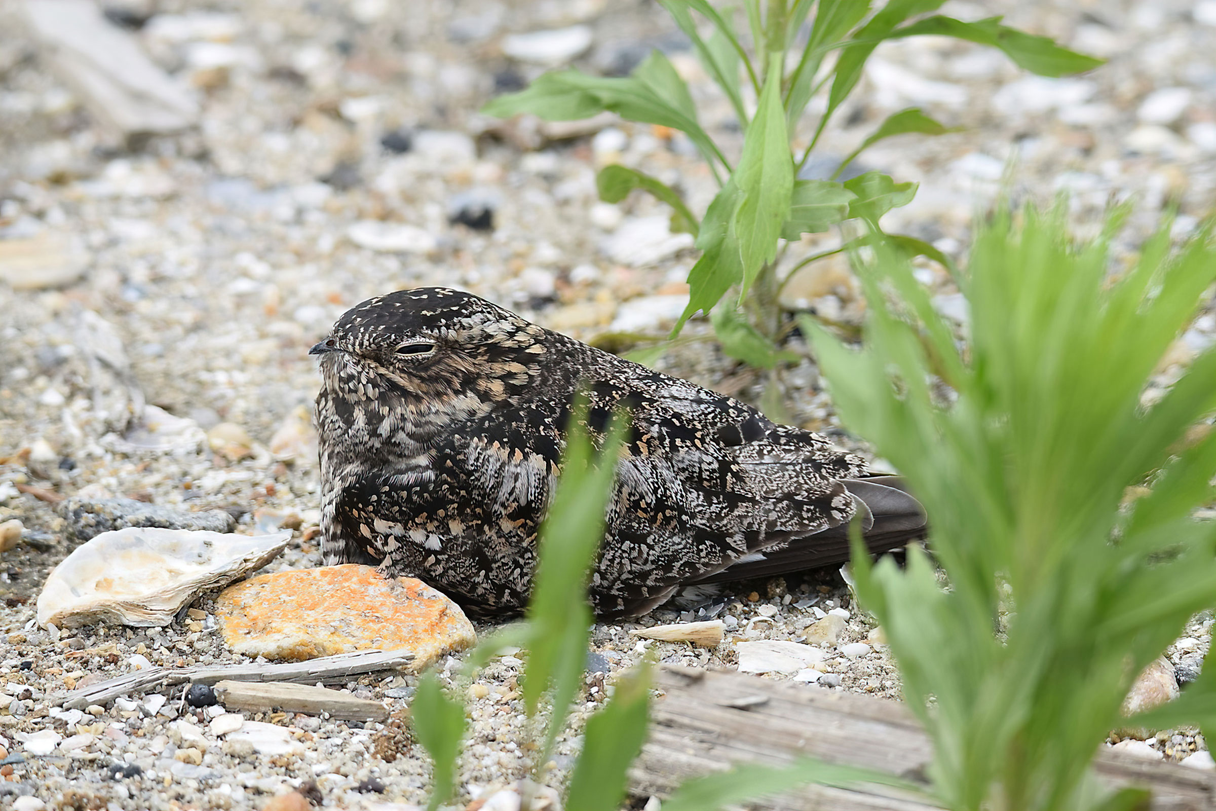 Common Nighthawk - Adult female, photo by Bill Williams