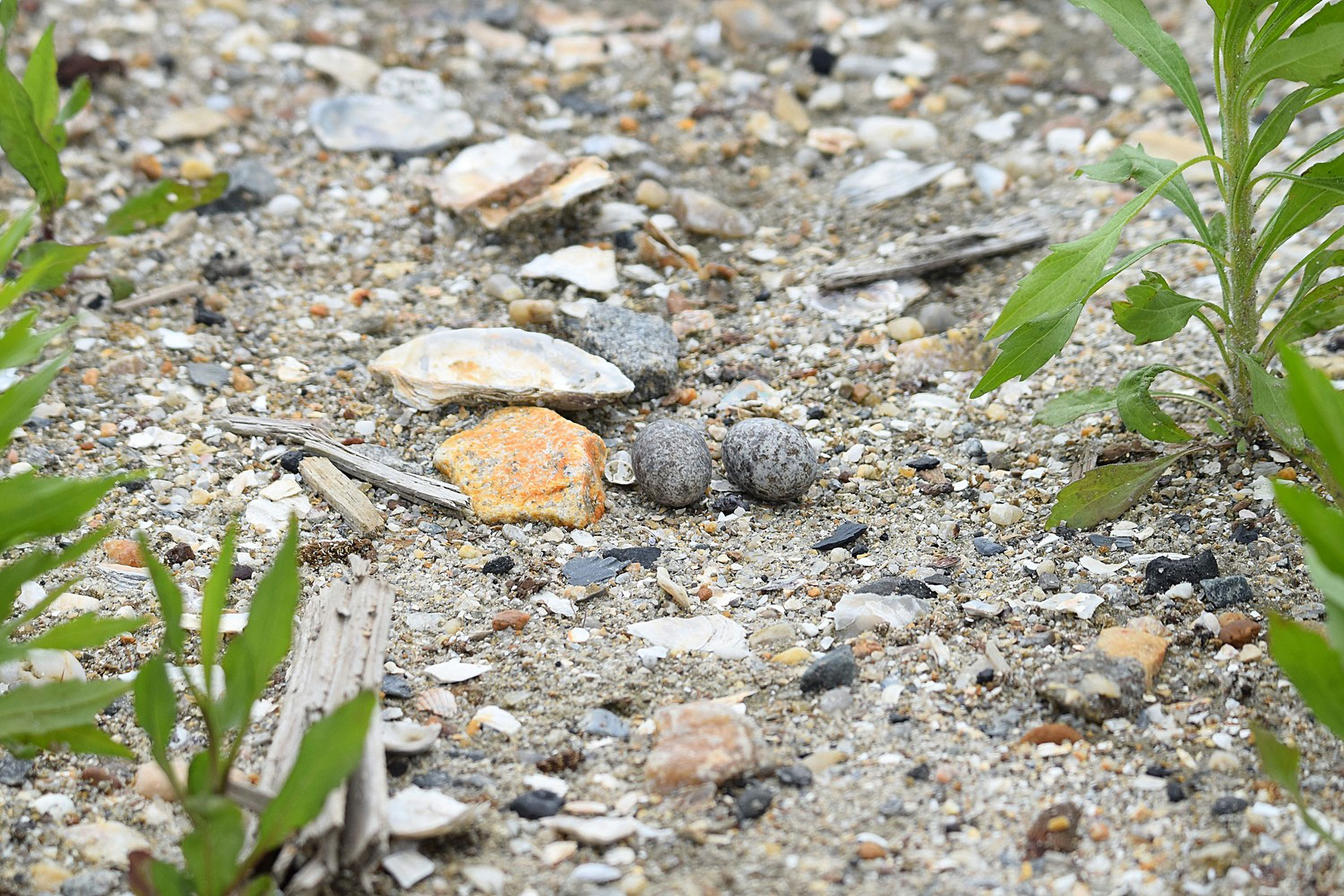 Common Nighthawk - Eggs, photo by Bill Williams