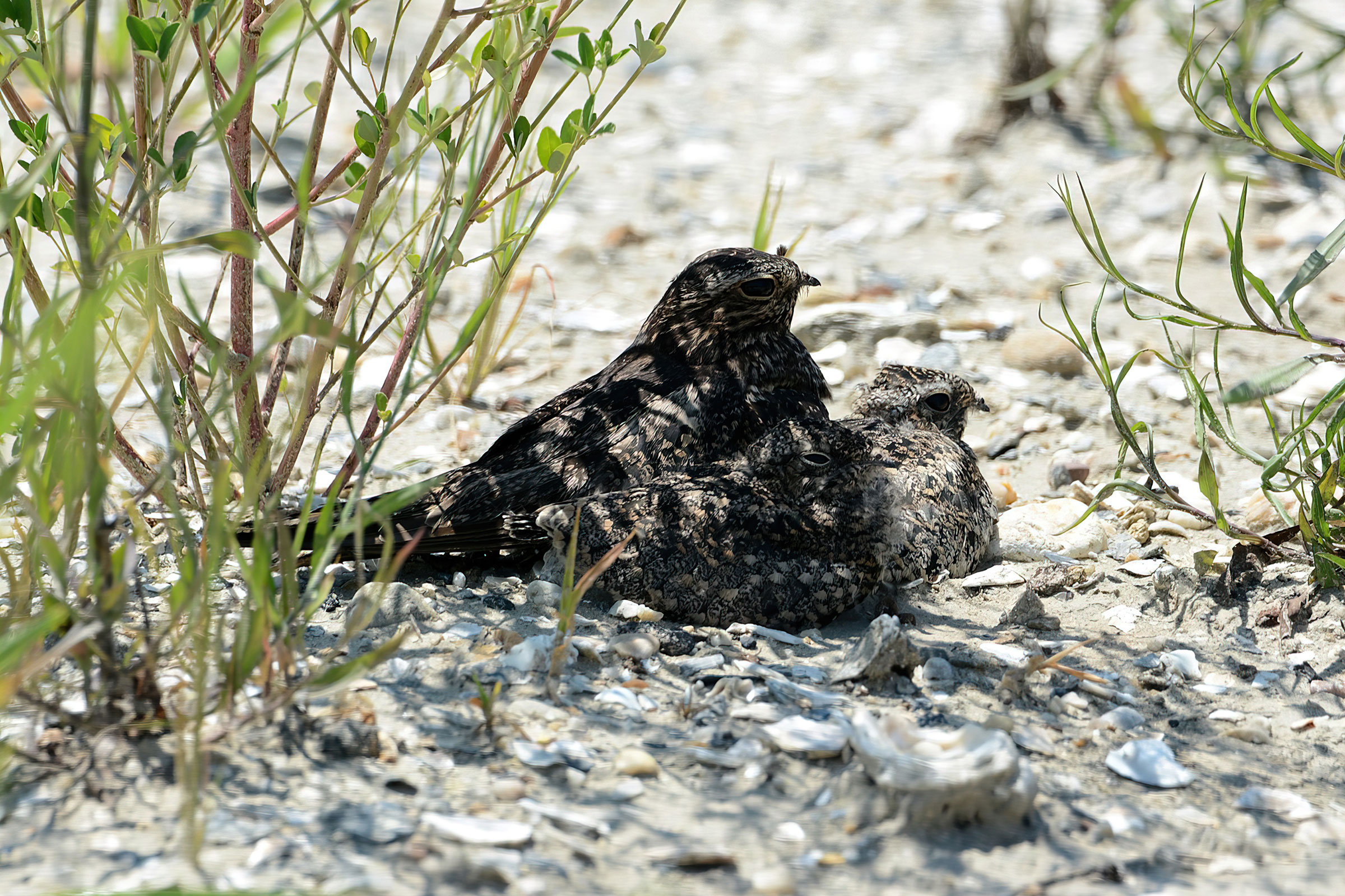 Common Nighthawk - Adult with young, photo by Bill Williams