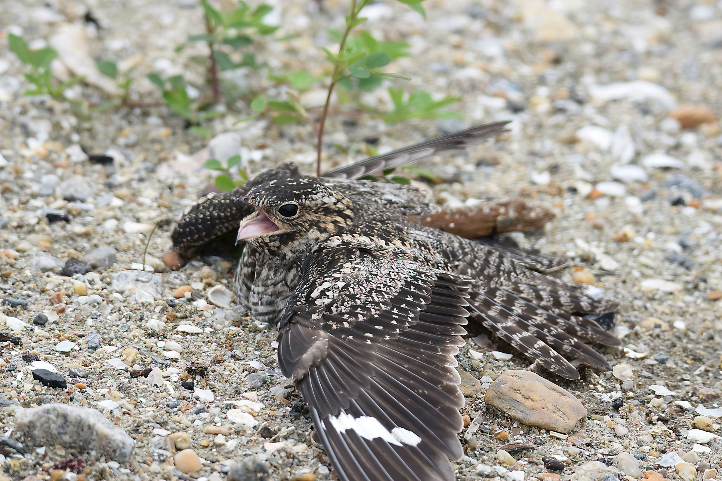 Common Nighthawk - Adult female showing nest defense, photo by Bill Williams