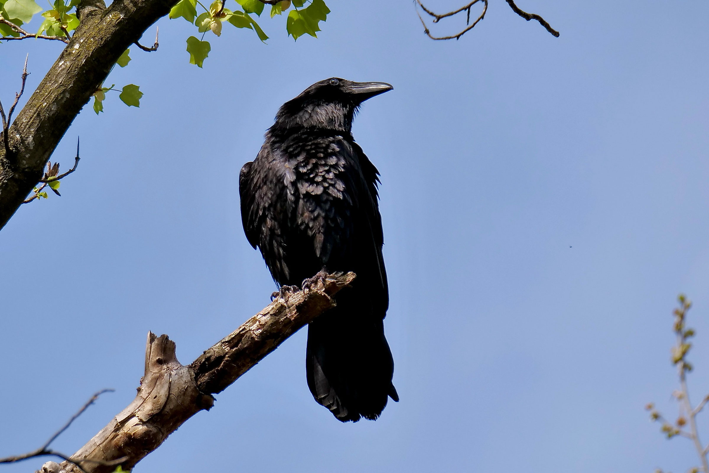 Common Raven - Adult, photo by David Howell
