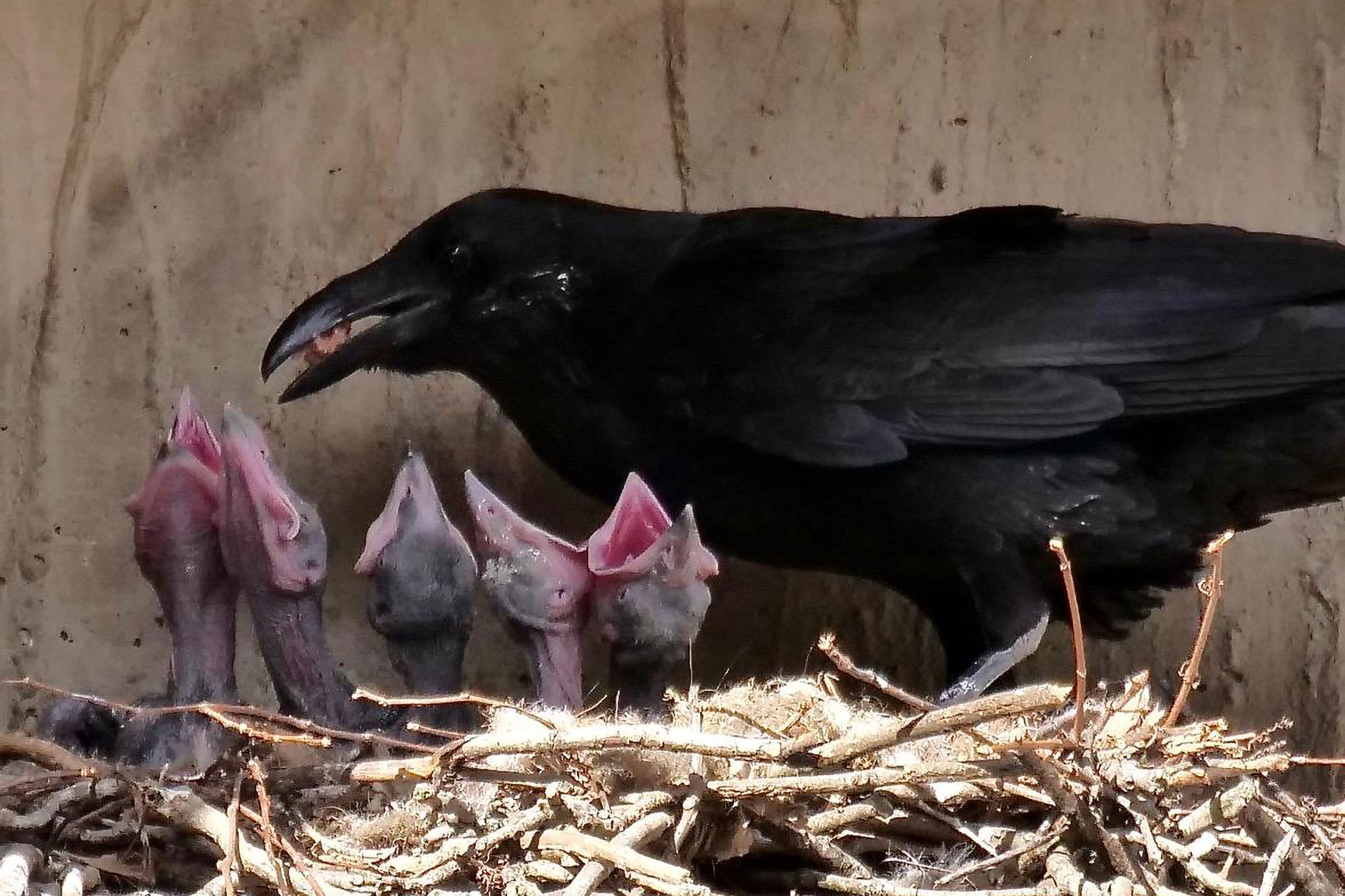 Common Raven - Feeding nestlings, photo by David Howell