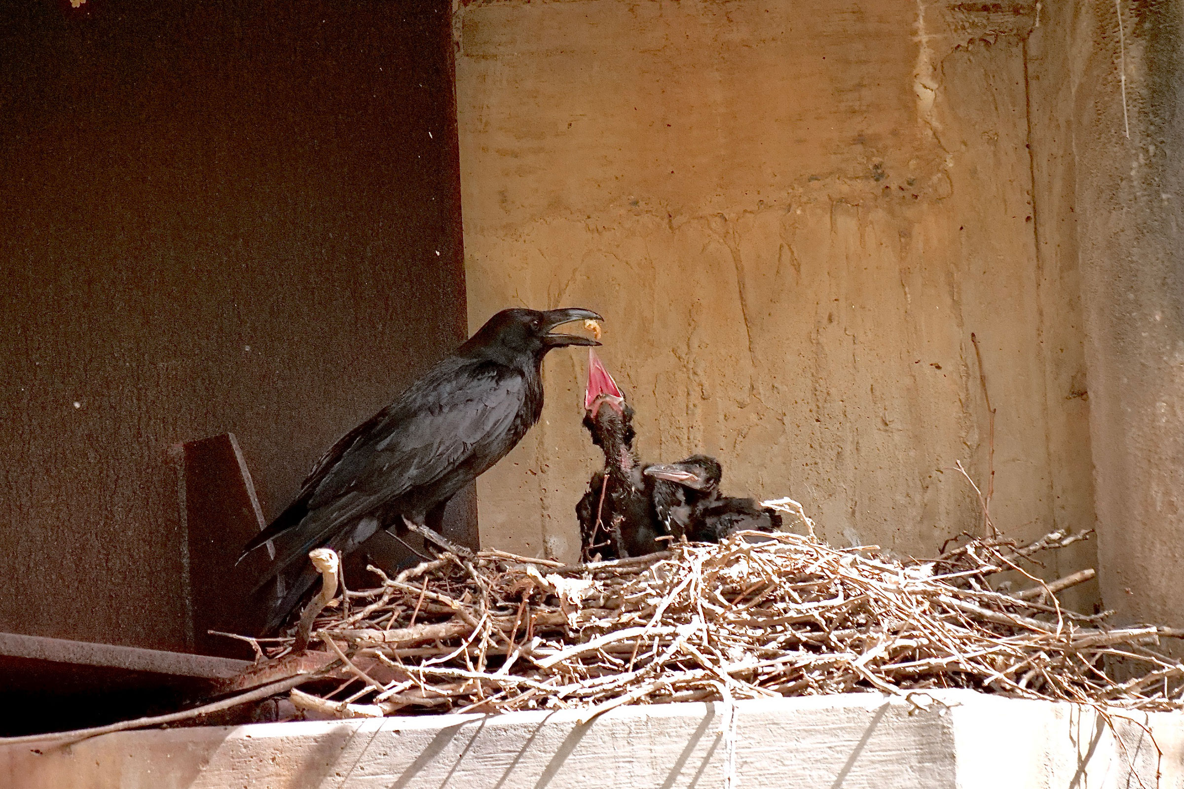 Common Raven - Feeding nestlings, photo by David Howell