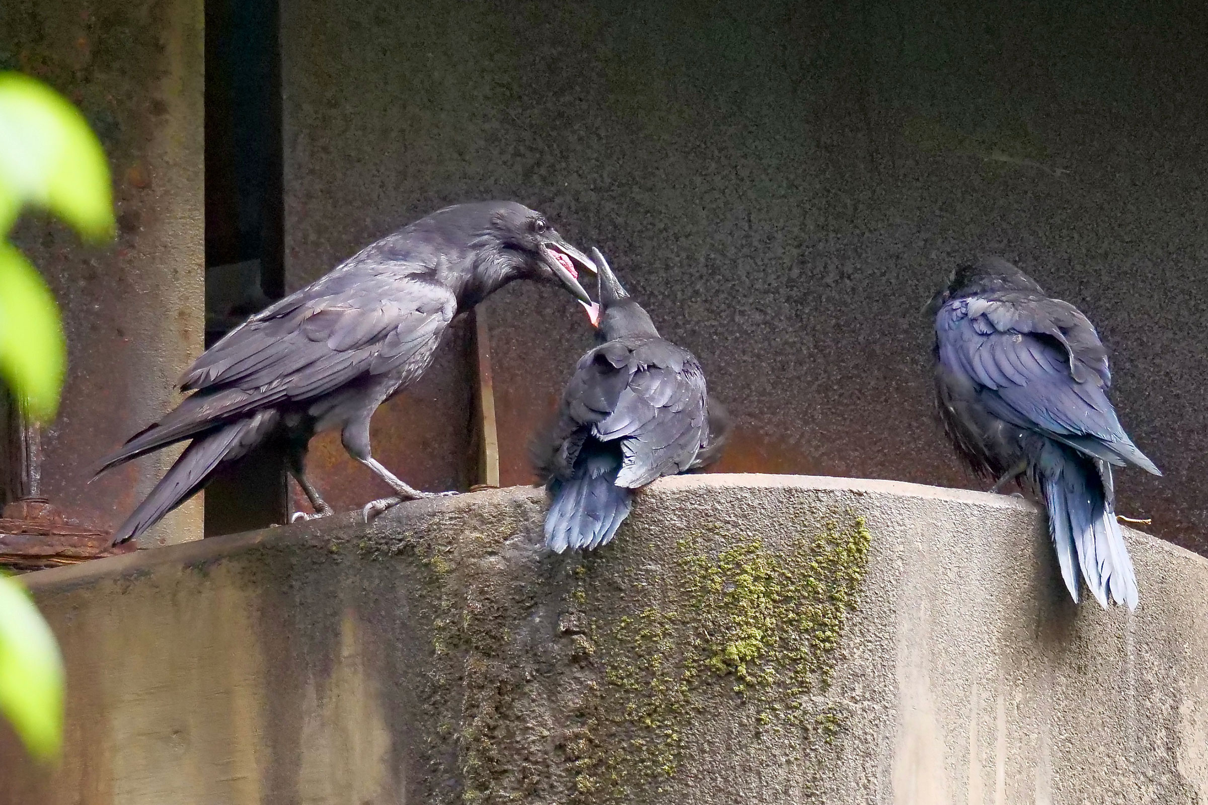 Common Raven - Feeding juveniles, photo by David Howell