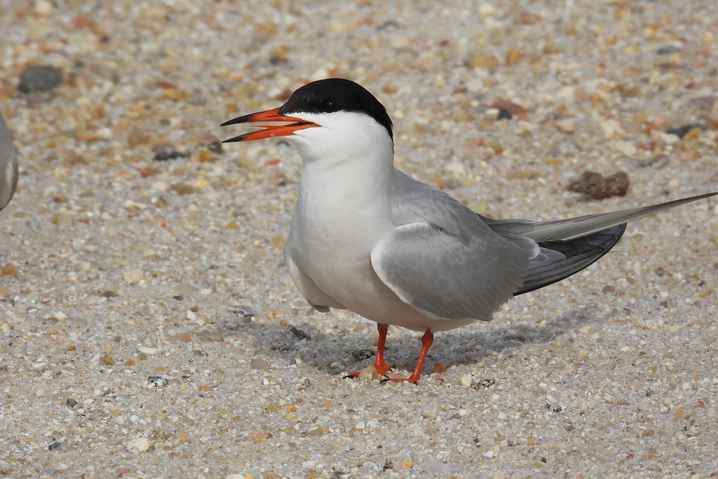 Common Tern - Adult, photo by Meagan Thomas, Virginia Department of Wildlife Resources
