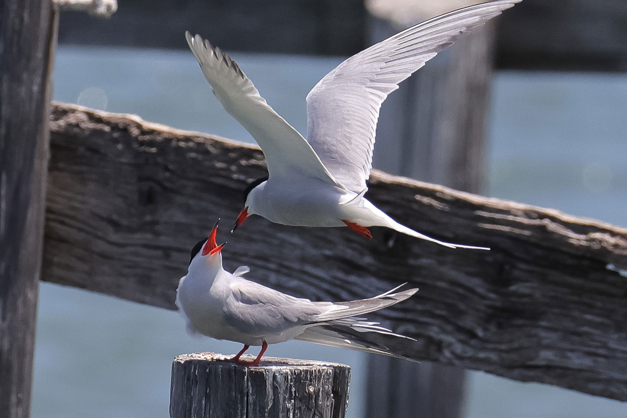 Common Tern - Courtship display, photo by Deborah Humphries