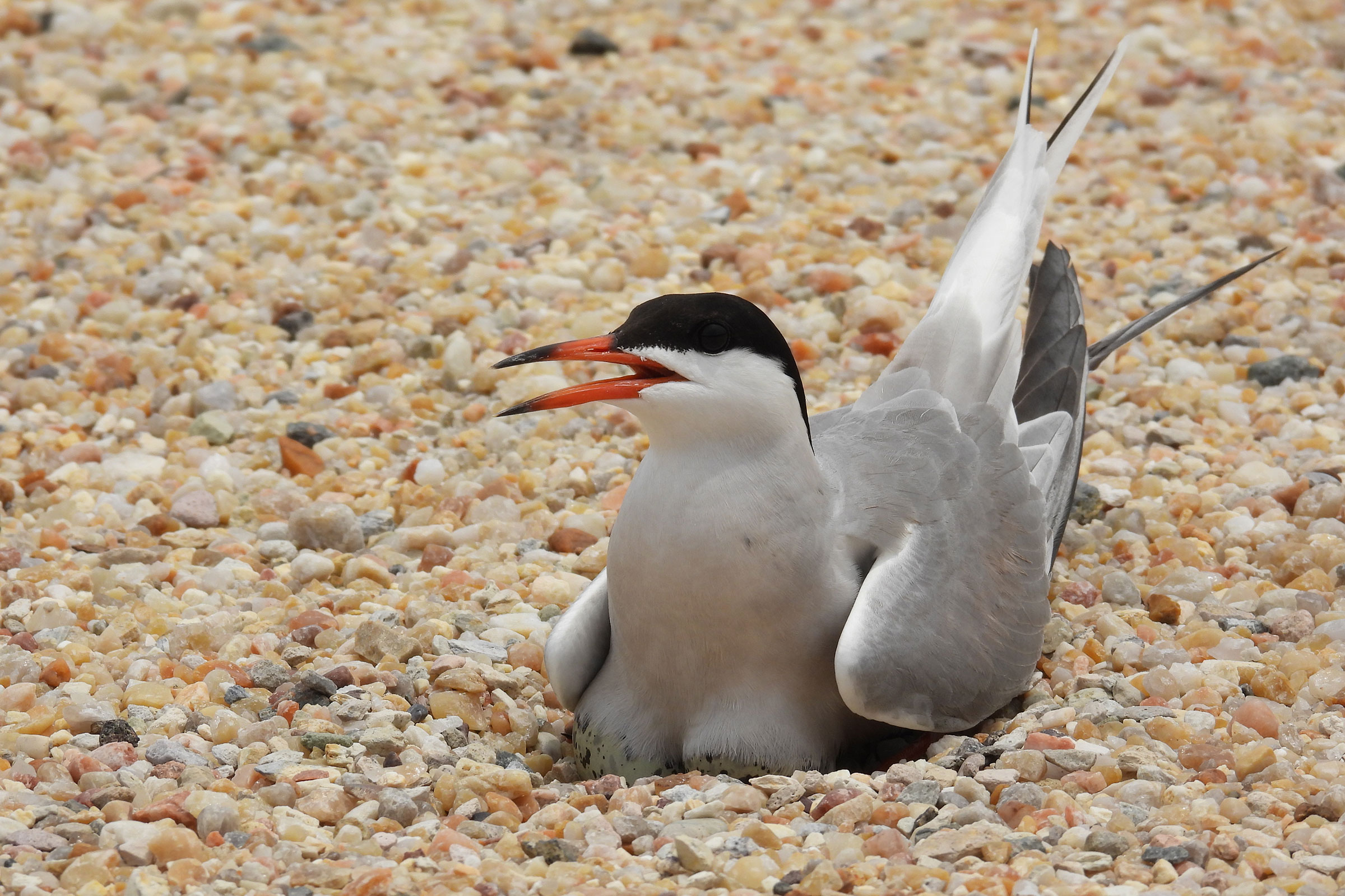 Common Tern - Adult on eggs, photo by Meagan Thomas, Virginia Department of Wildlife Resources