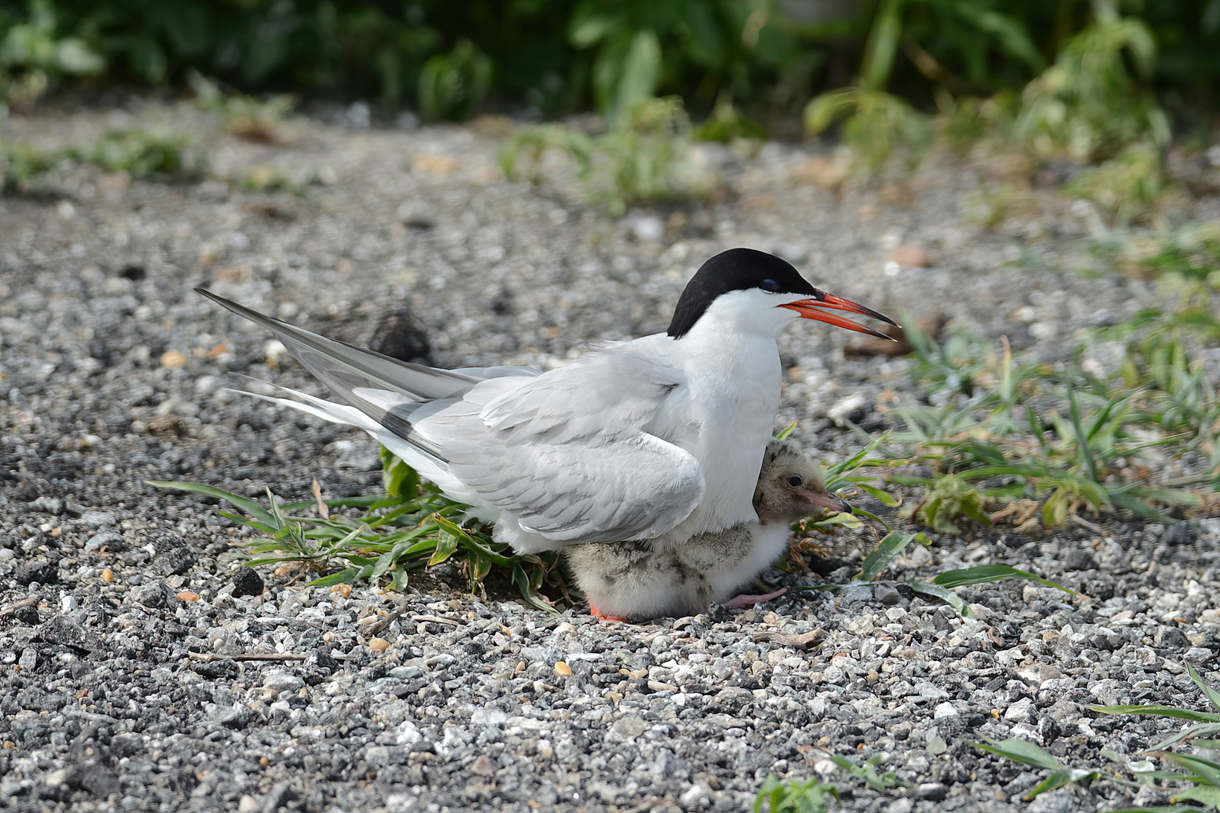Common Tern - Brooding a chick, photo by Bill Williams