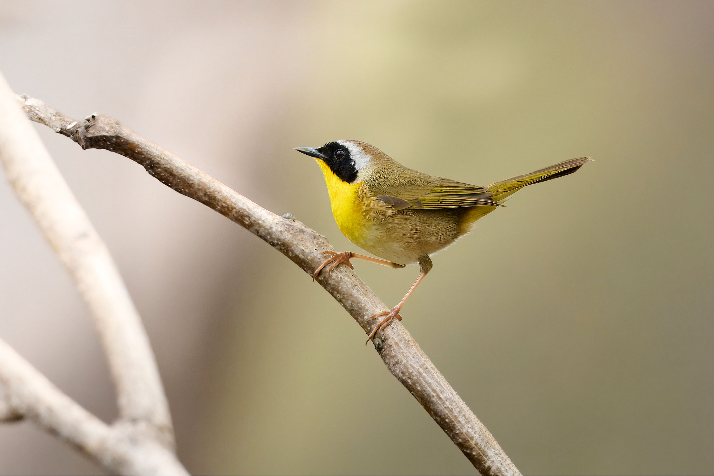 Common Yellowthroat - Adult male, photo by Corby Amos