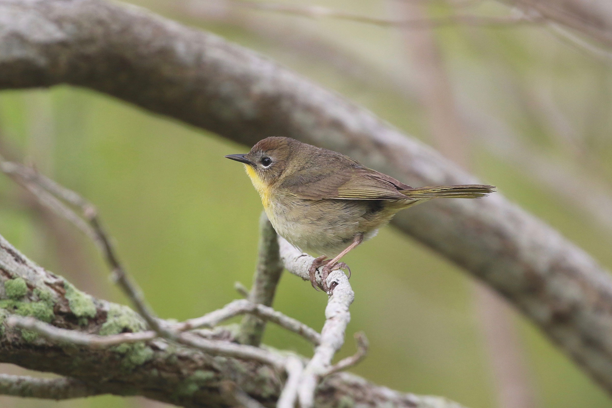 Common Yellowthroat - Adult female, photo by Ezra Staengl 